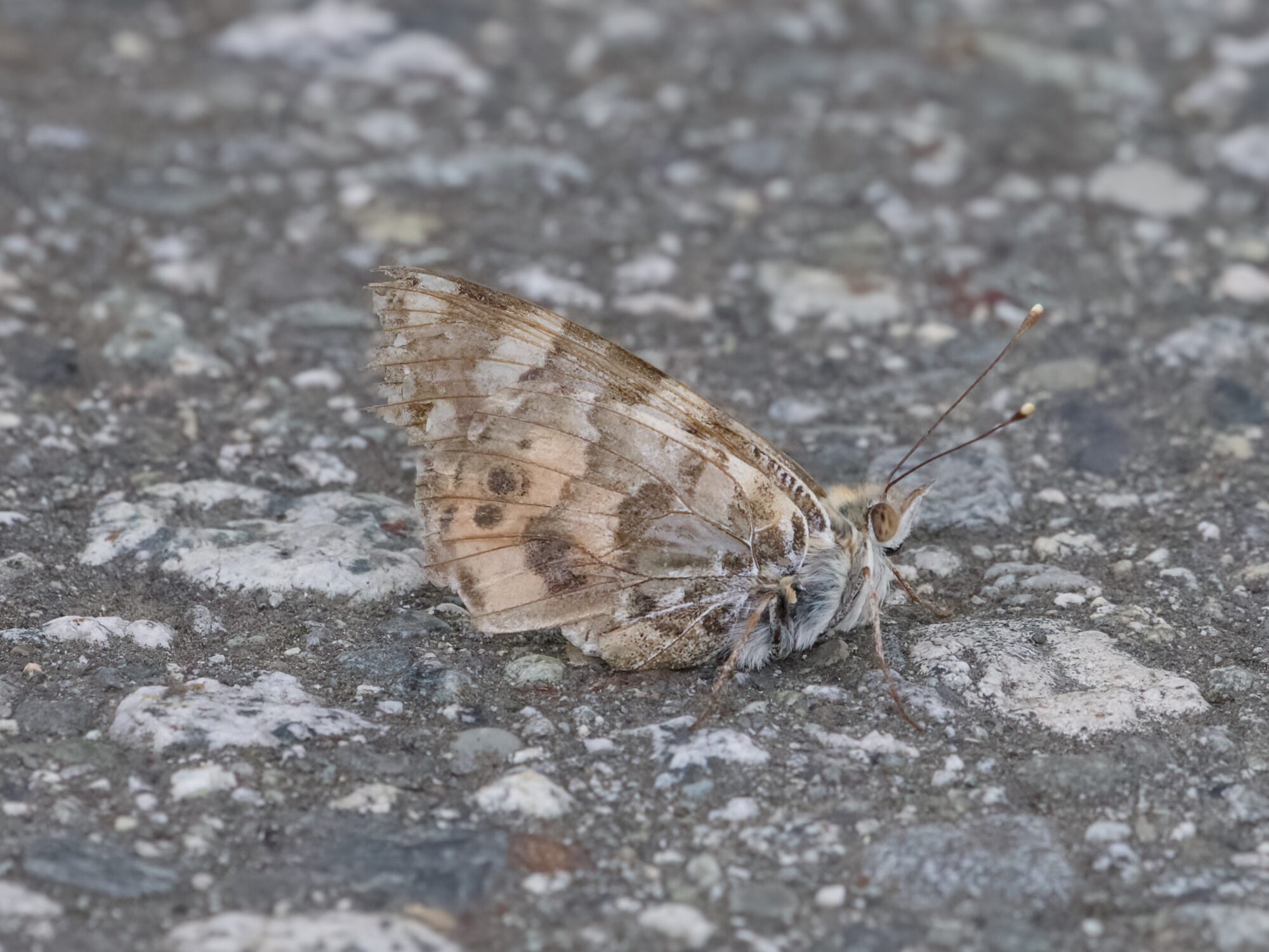 A Variegated Fritillary butterfly on paved ground