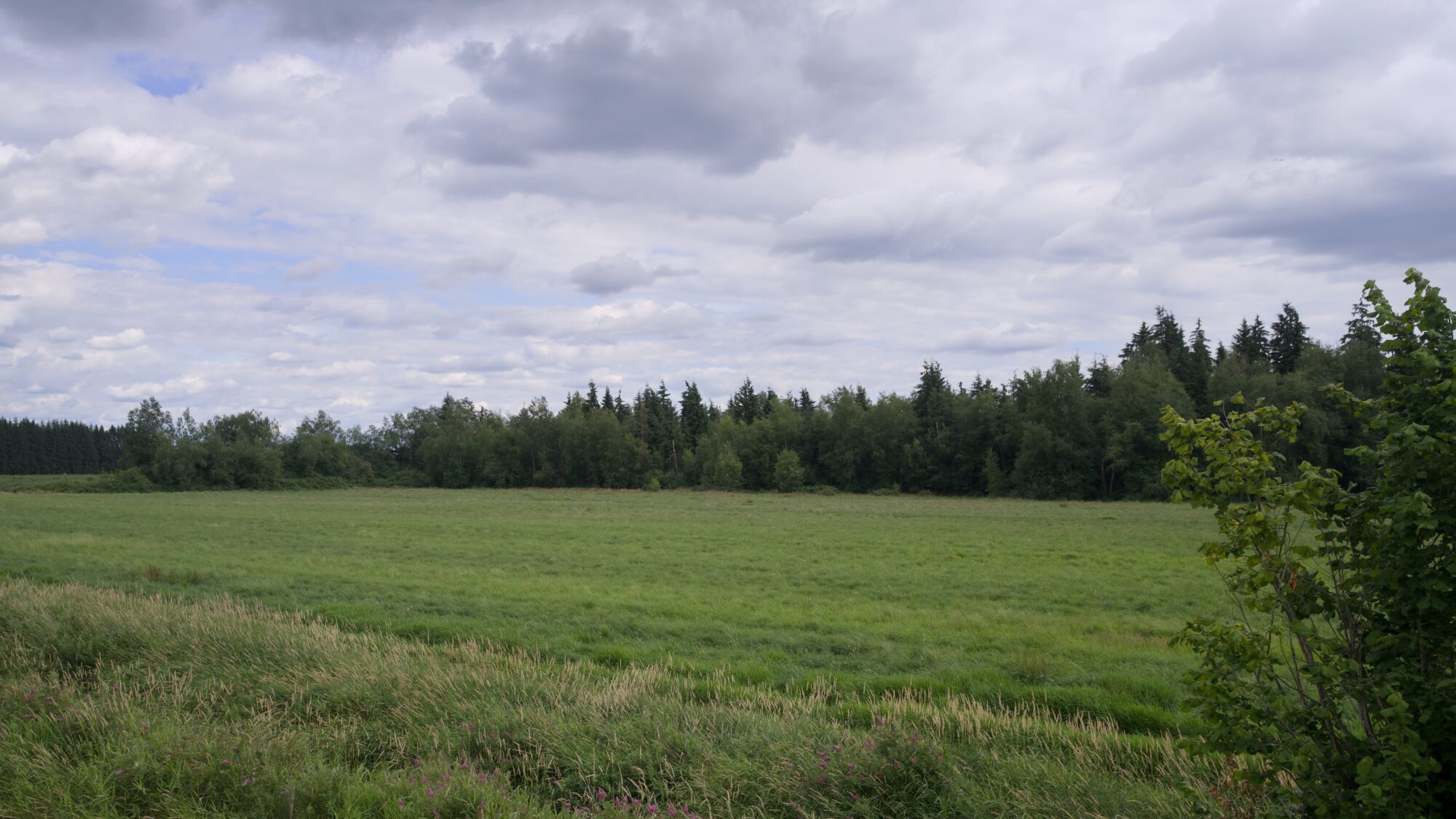 An open field by the trail, with more tall trees on the opposite side