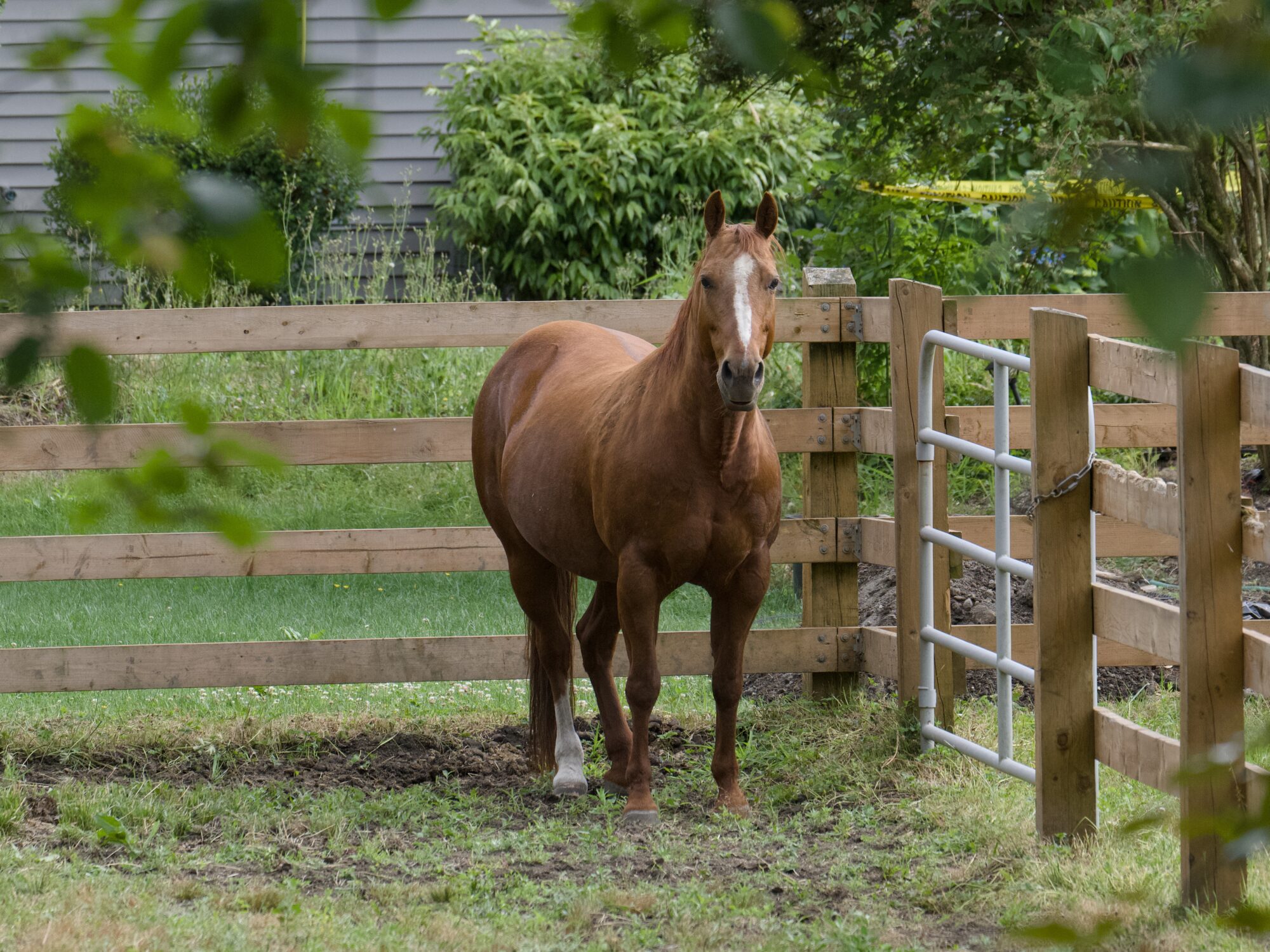 A horse, mostly brown but with one white foot and a white band on its face, with high wooden fences around. It is facing in our direction