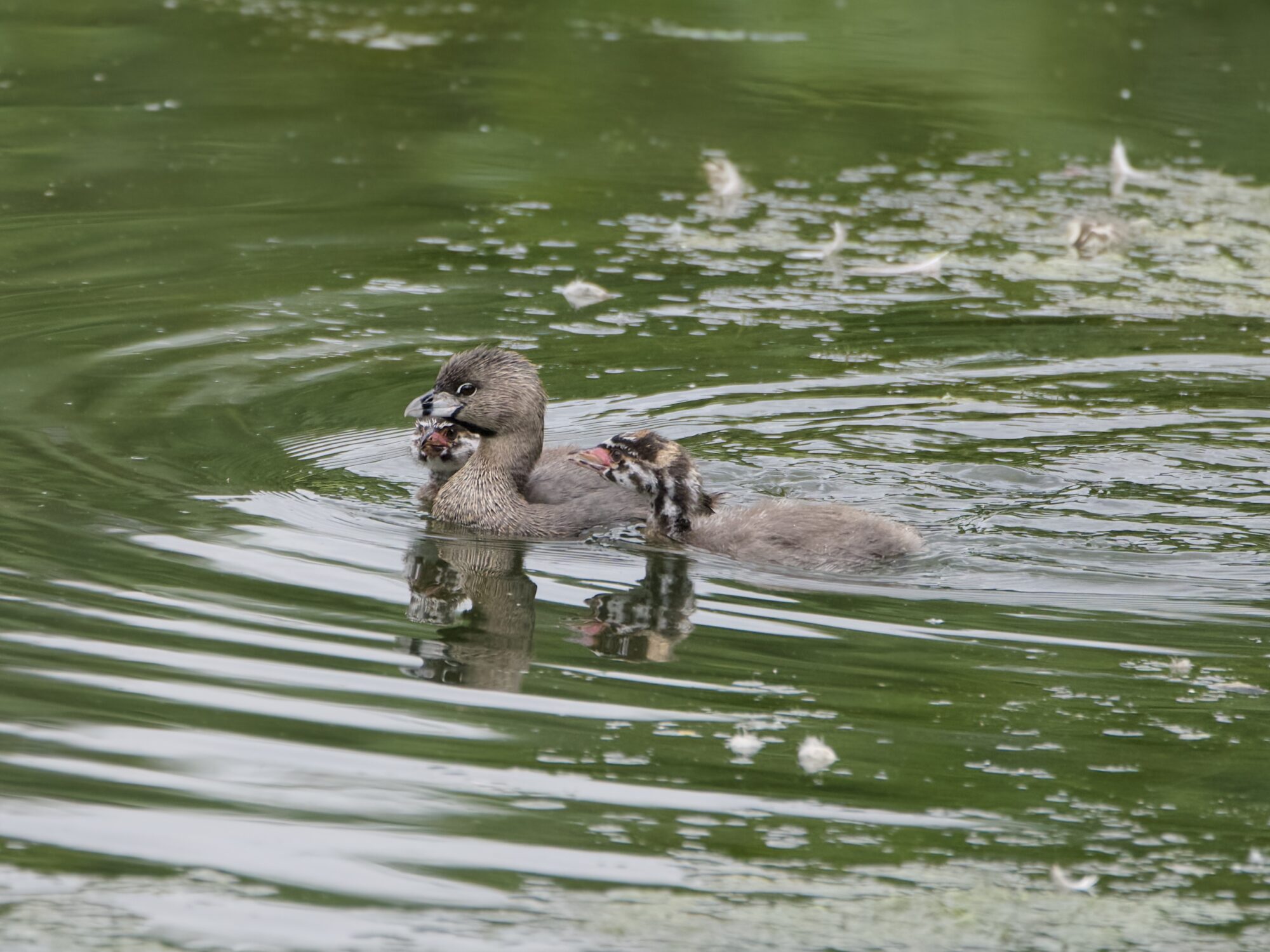 Three juvenile Pied-billed Grebes clustering around their parent, in greenish water