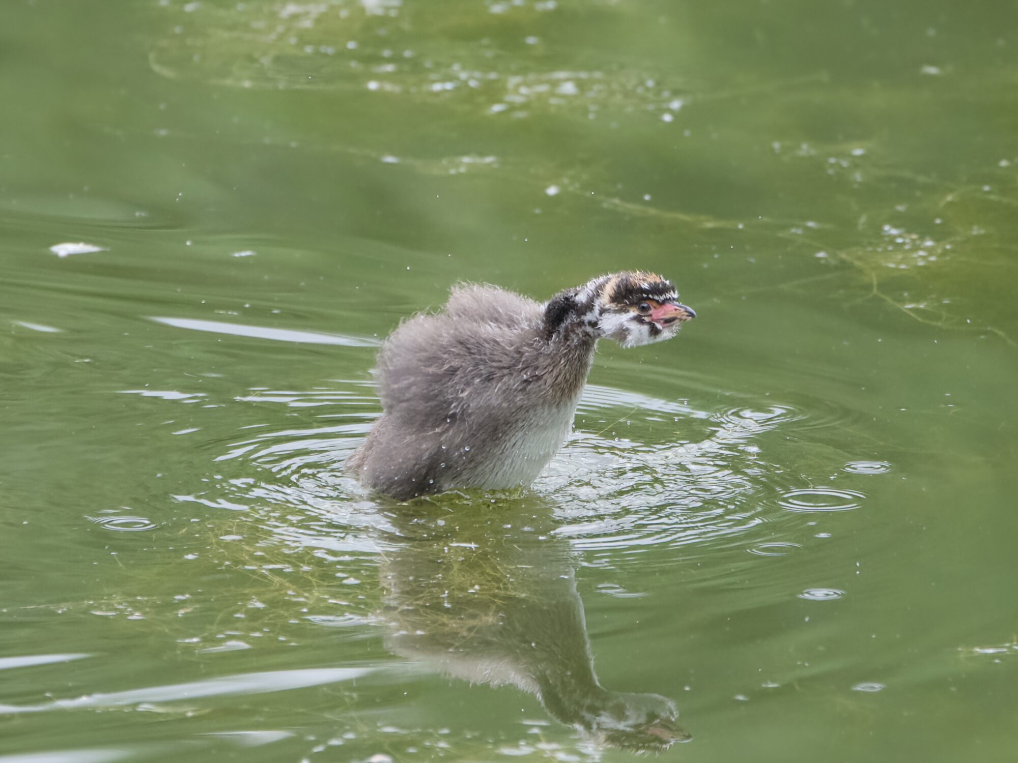 A juvenile Pied-billed Grebe trying to rear out of the water and either stretching or flapping its wing