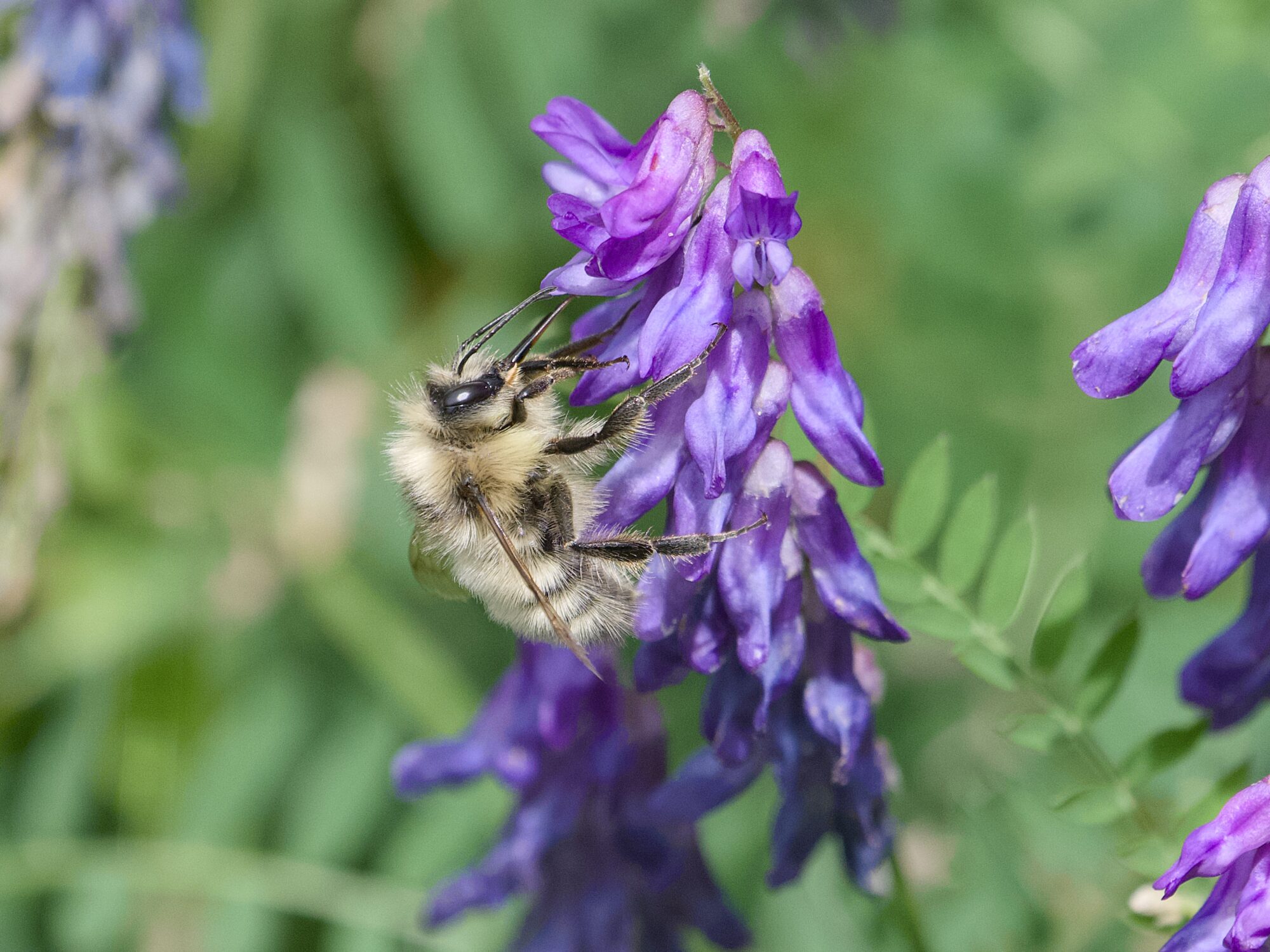 A light-coloured Bumblebee crawling on a cluster of purple flowers