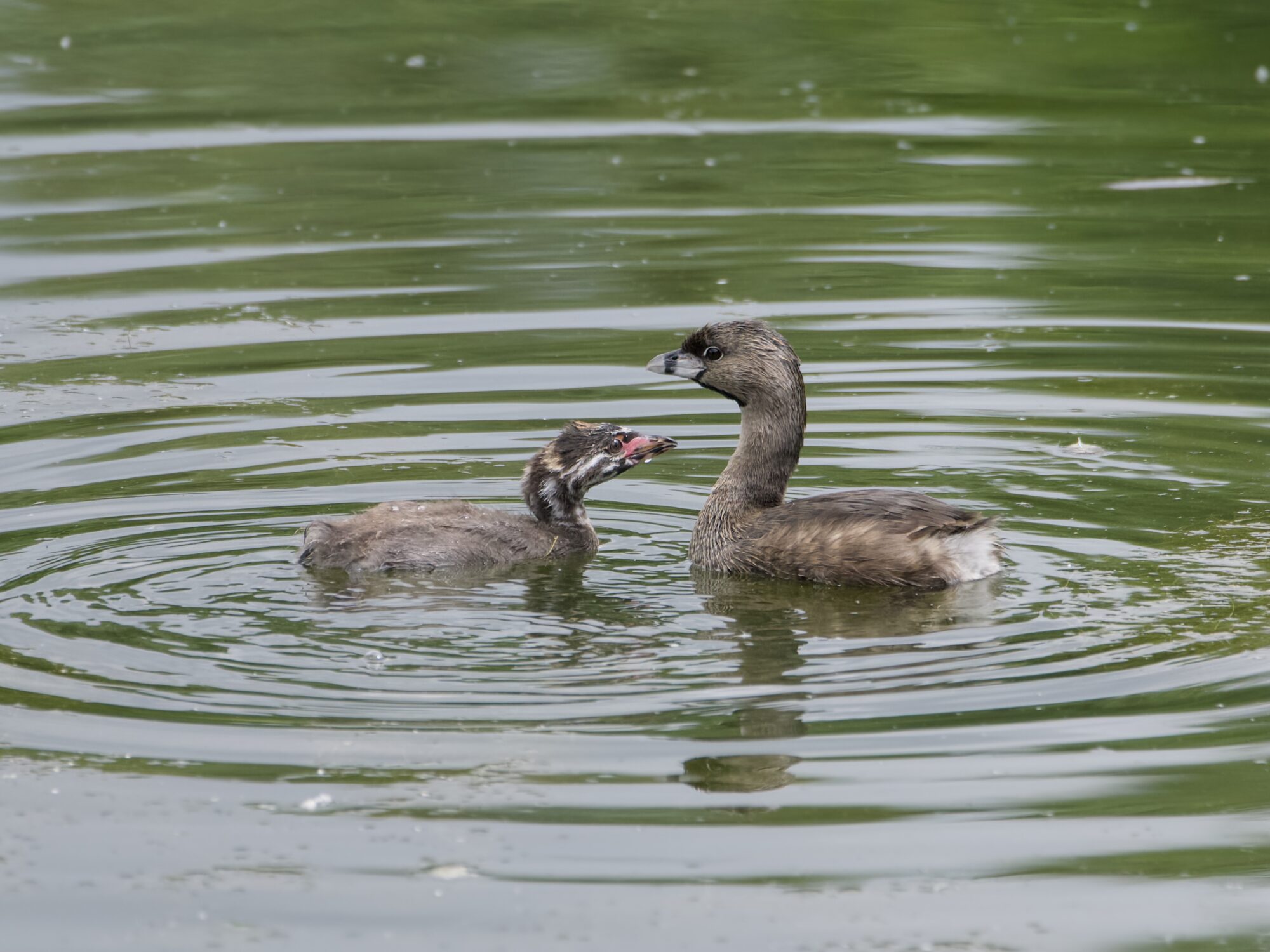 A juvenile Pied-billed Grebe and adult, facing each other in greenish water