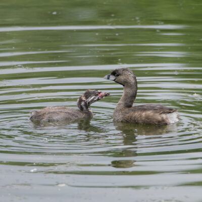 A juvenile Pied-billed Grebe and adult, facing each other in greenish water
