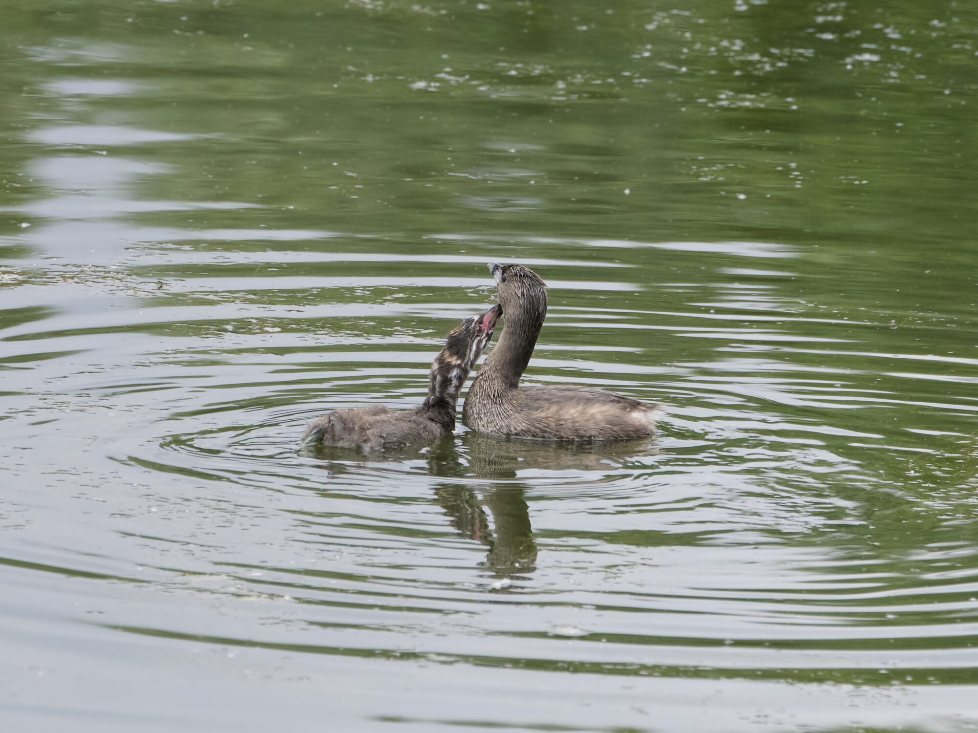 A juvenile Pied-billed Grebe is poking its parent in the neck, while swimming in greenish water