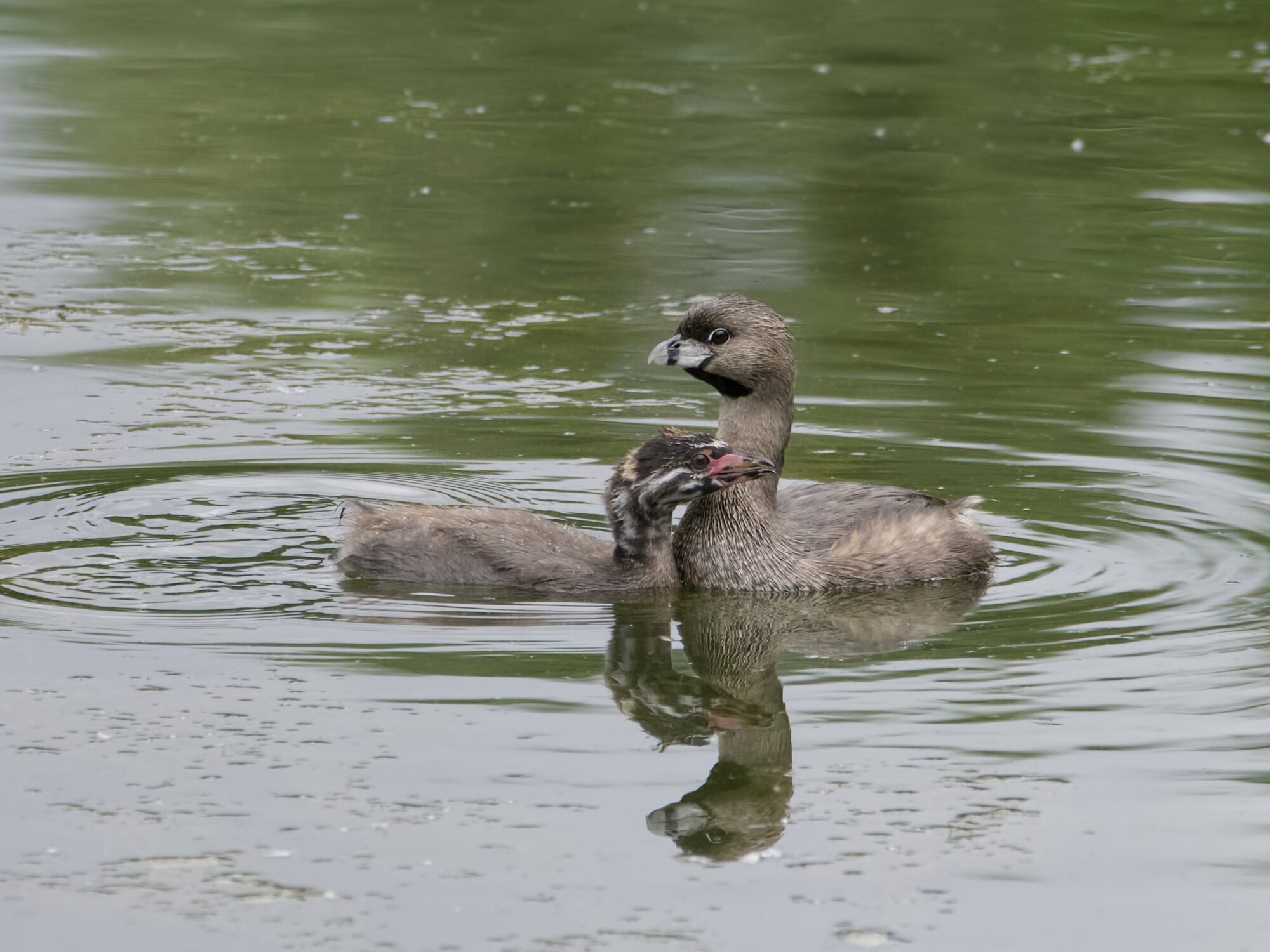 A juvenile Pied-billed Grebe is apparently cuddling with its parent, while both are swimming in shallow water