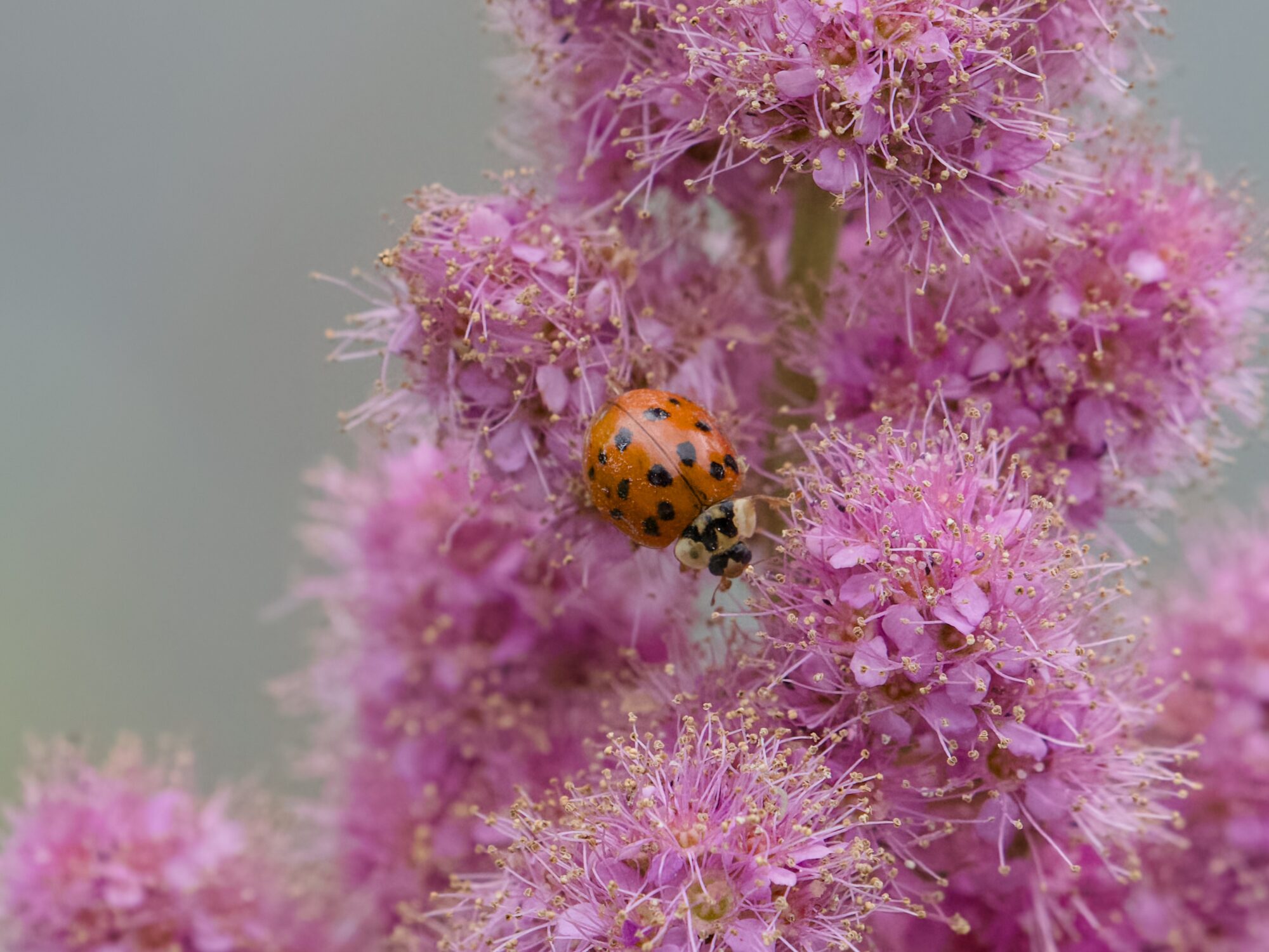 A ladybug crawling along bright pink flowers