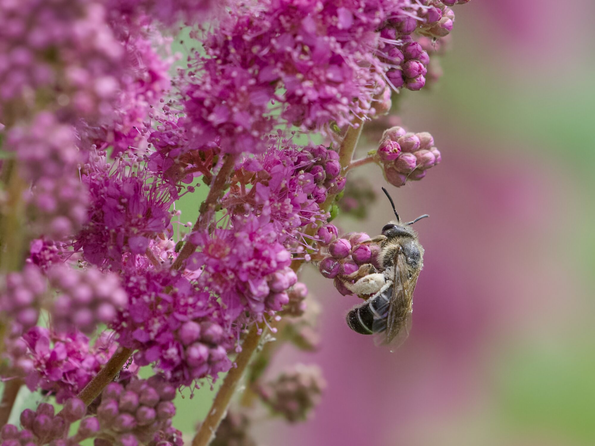 A small bee crawling on clusters of small bright mauve flowers