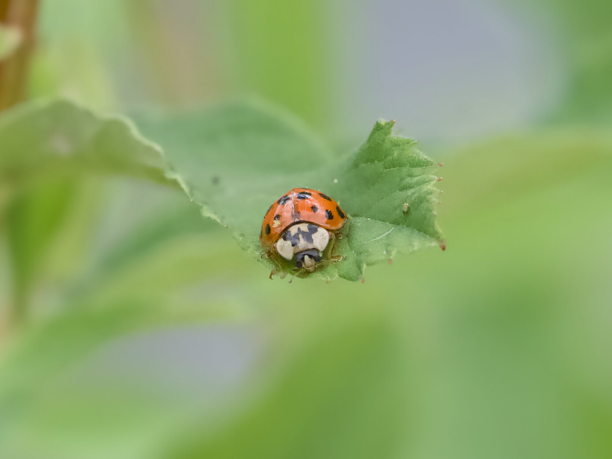 A ladybug on a leaf, facing the camera