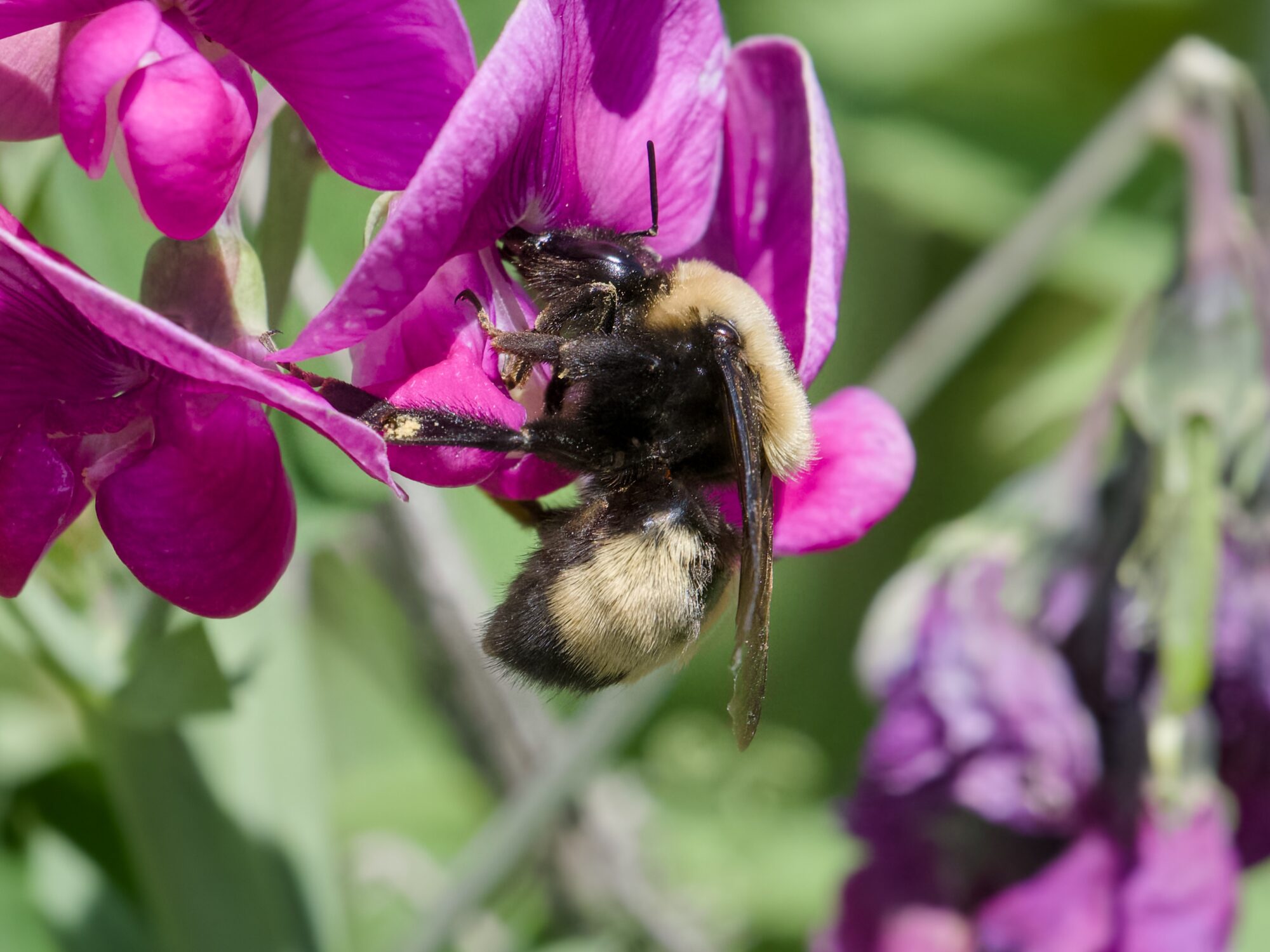 A bumblebee in a purple flower