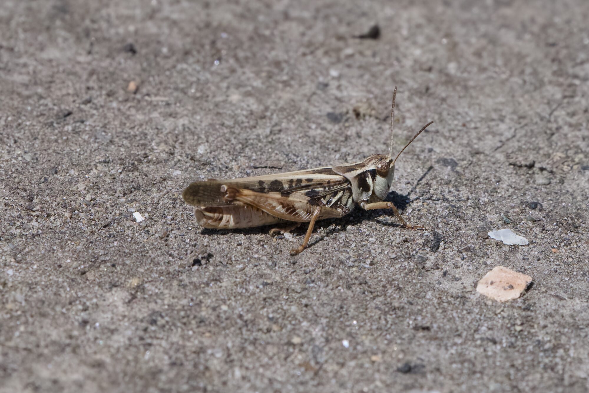 A patterned brown grasshopper on a hard dry ground