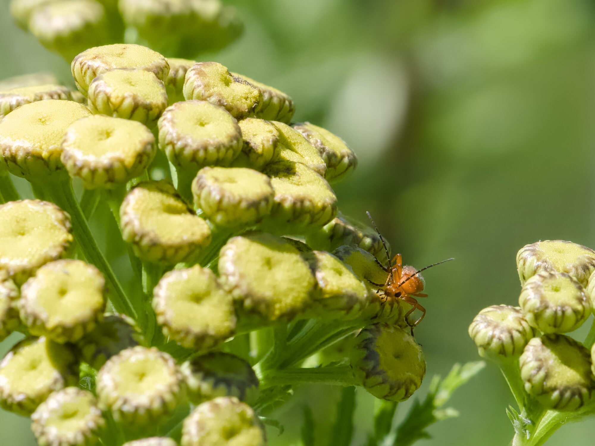 A small red beetle is crawling on some new tansy flowers