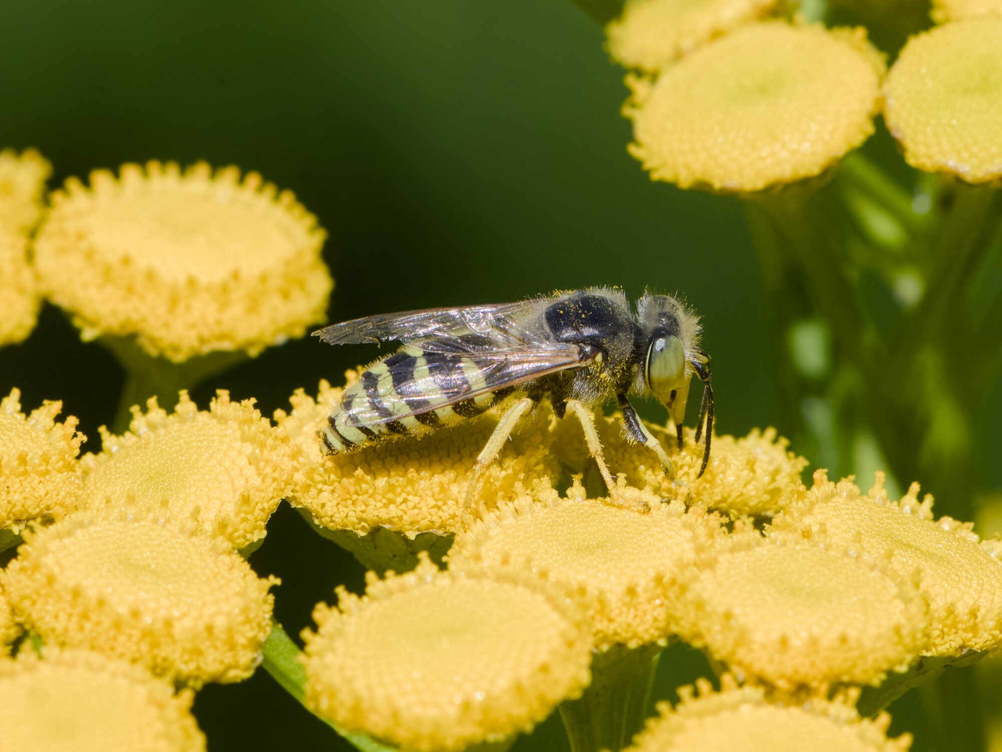 A sand wasp is on a cluster of tansy flowers