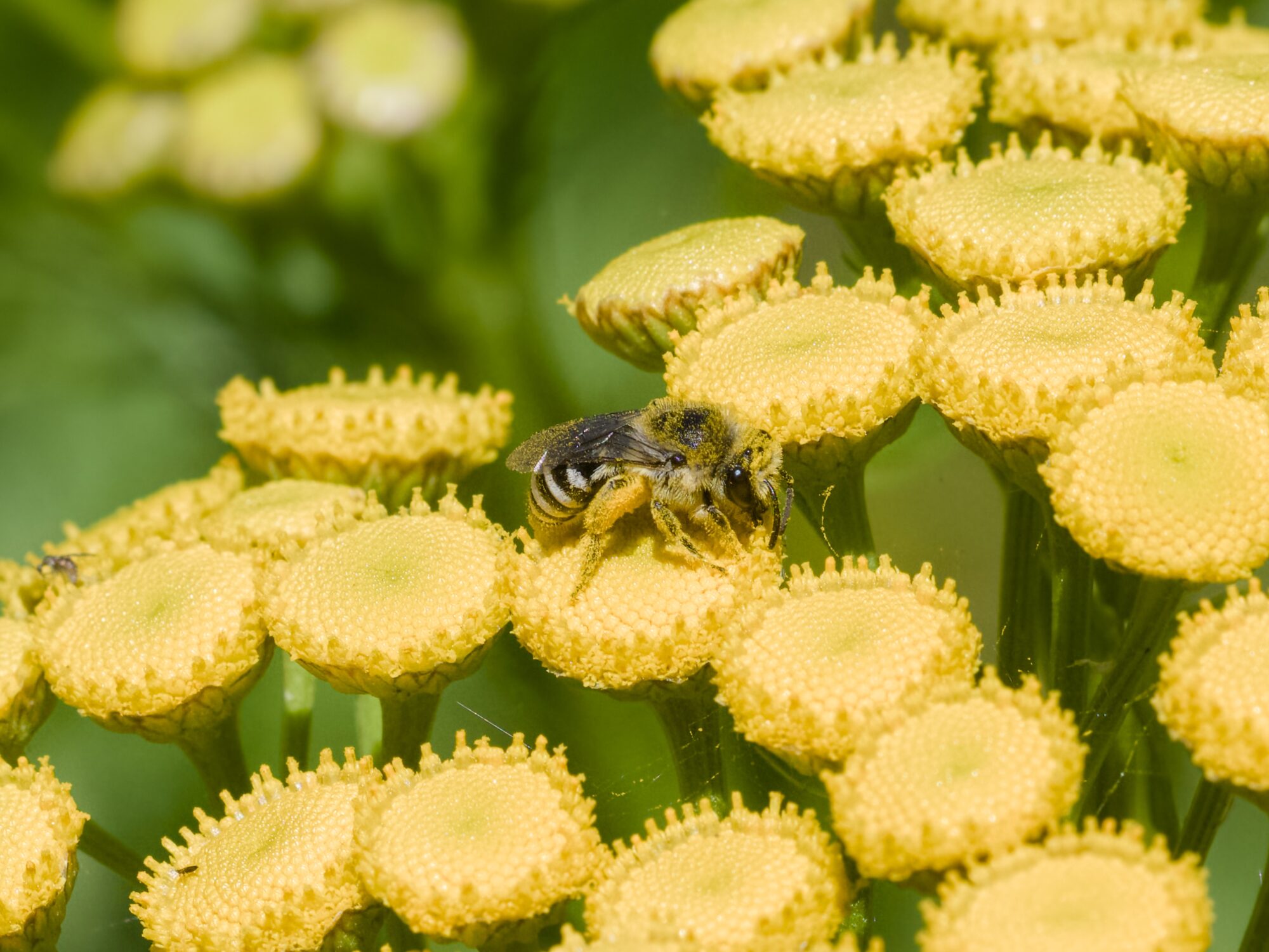 A small compact bee / wasp is pollinating on a cluster of tansy flowers