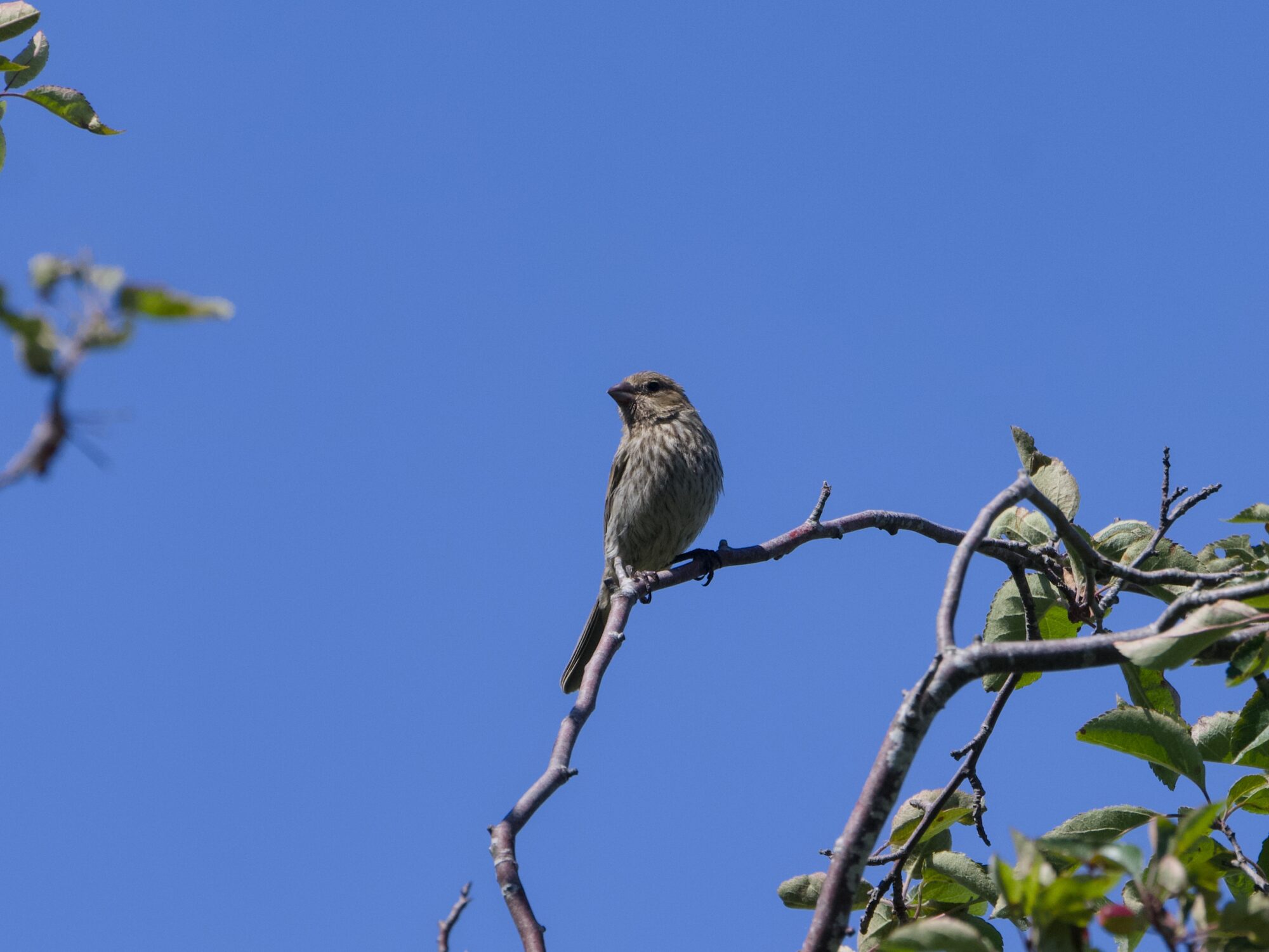 A female House Finch is sitting on a branch, seen from below against a solid blue sky