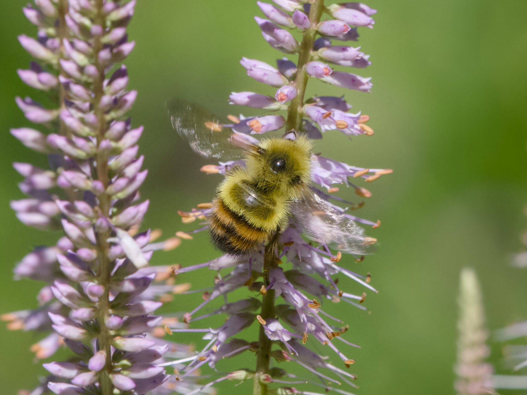 A Bumblebee with a partly orange abdomen is landing on a long cluster of pale violet flowers
