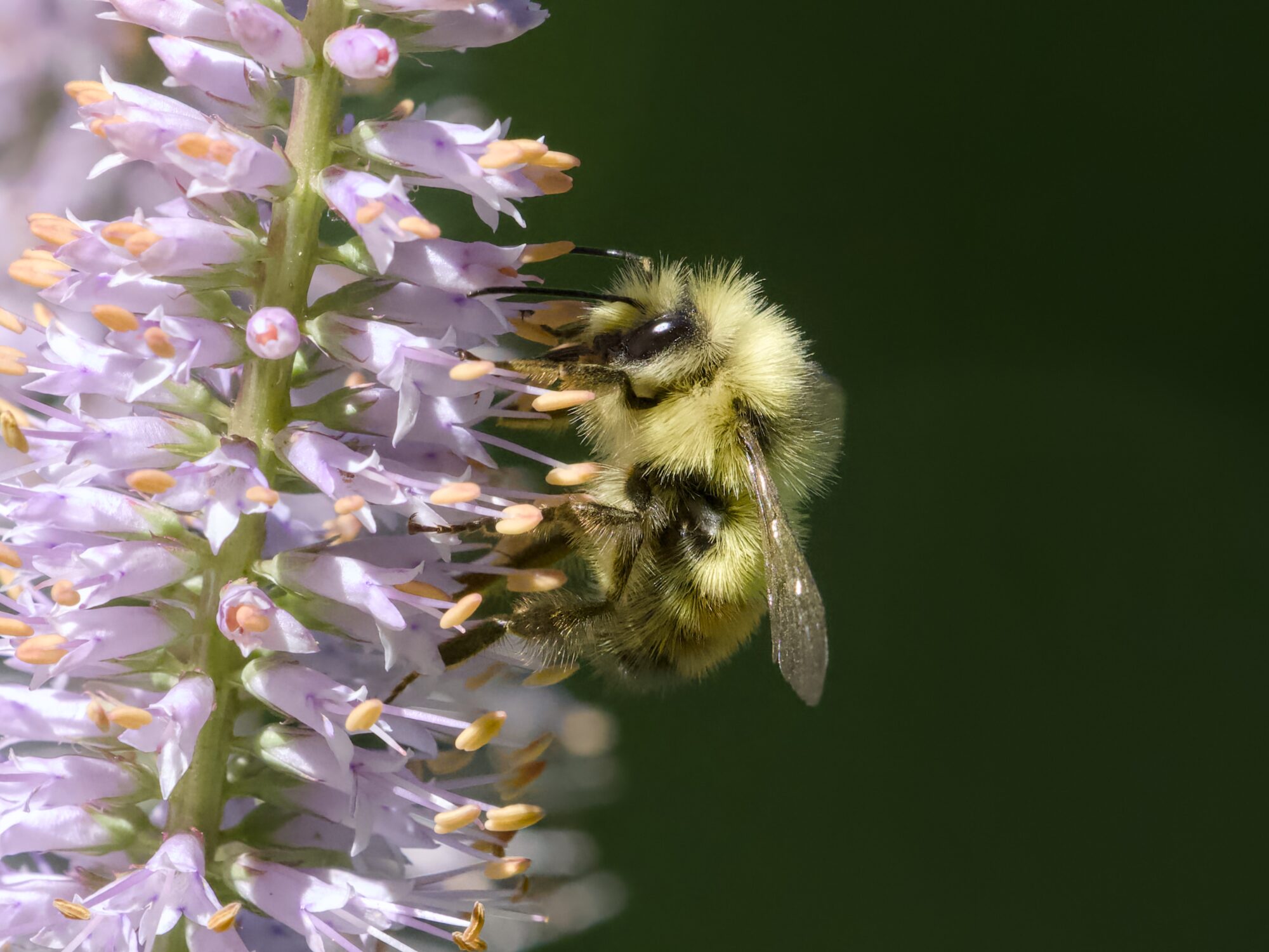 A bumblebee is crawling on a long cluster of violet flowers. Background is very dark