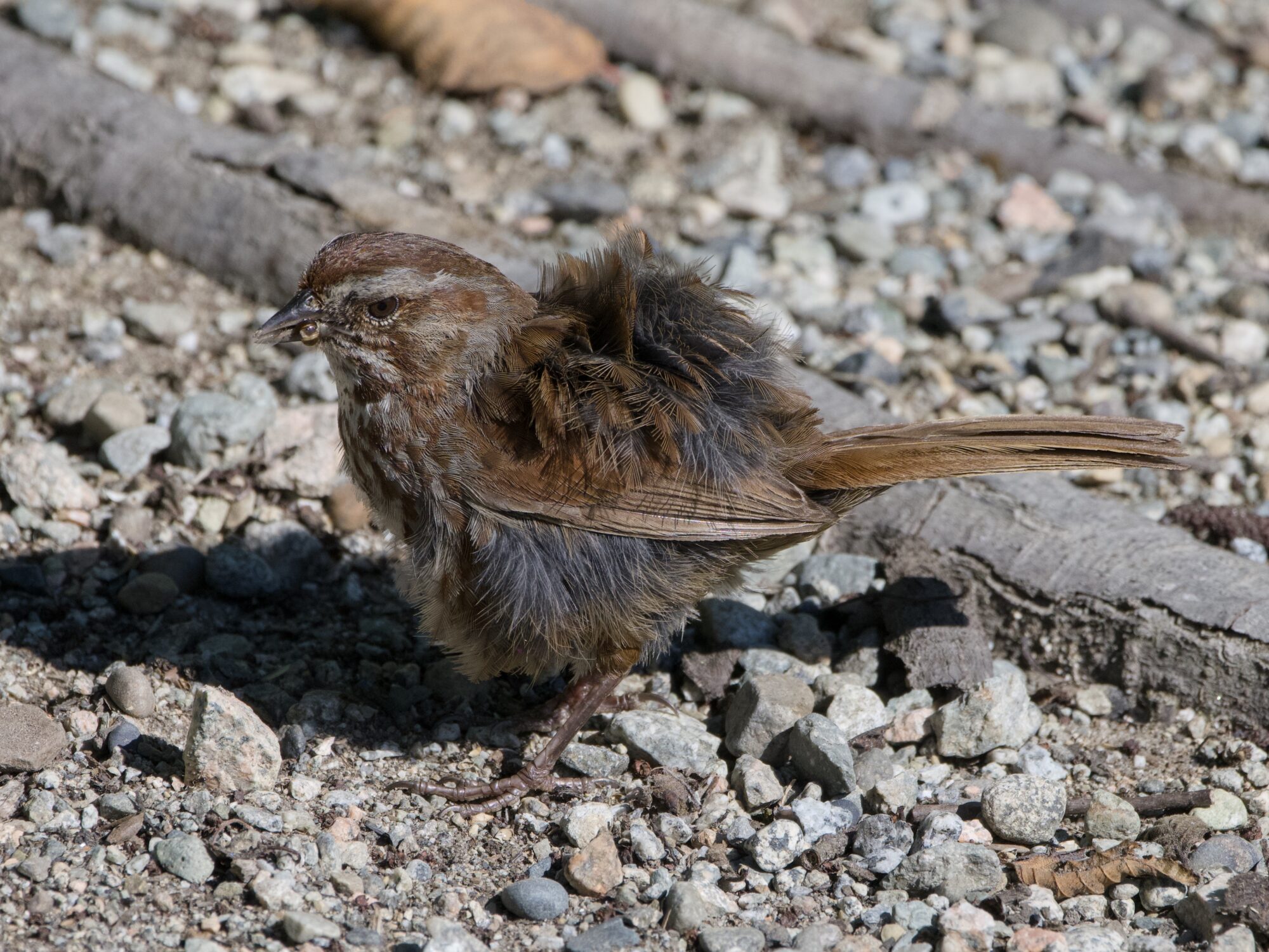 A Song Sparrow is standing on a gravelly trail. Its back and side feathers are sticking out in all directions