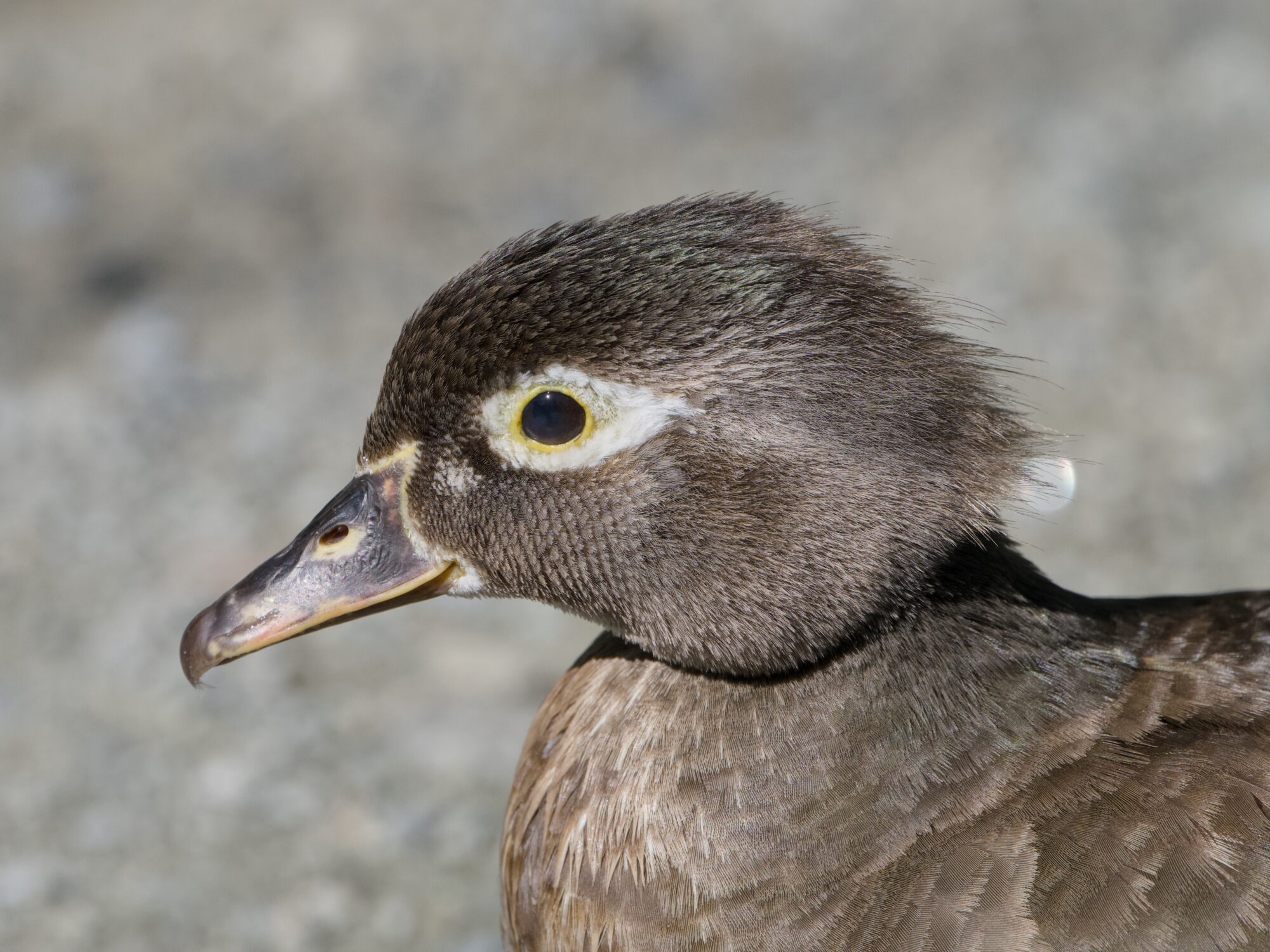 Closeup profile of a female Wood Duck