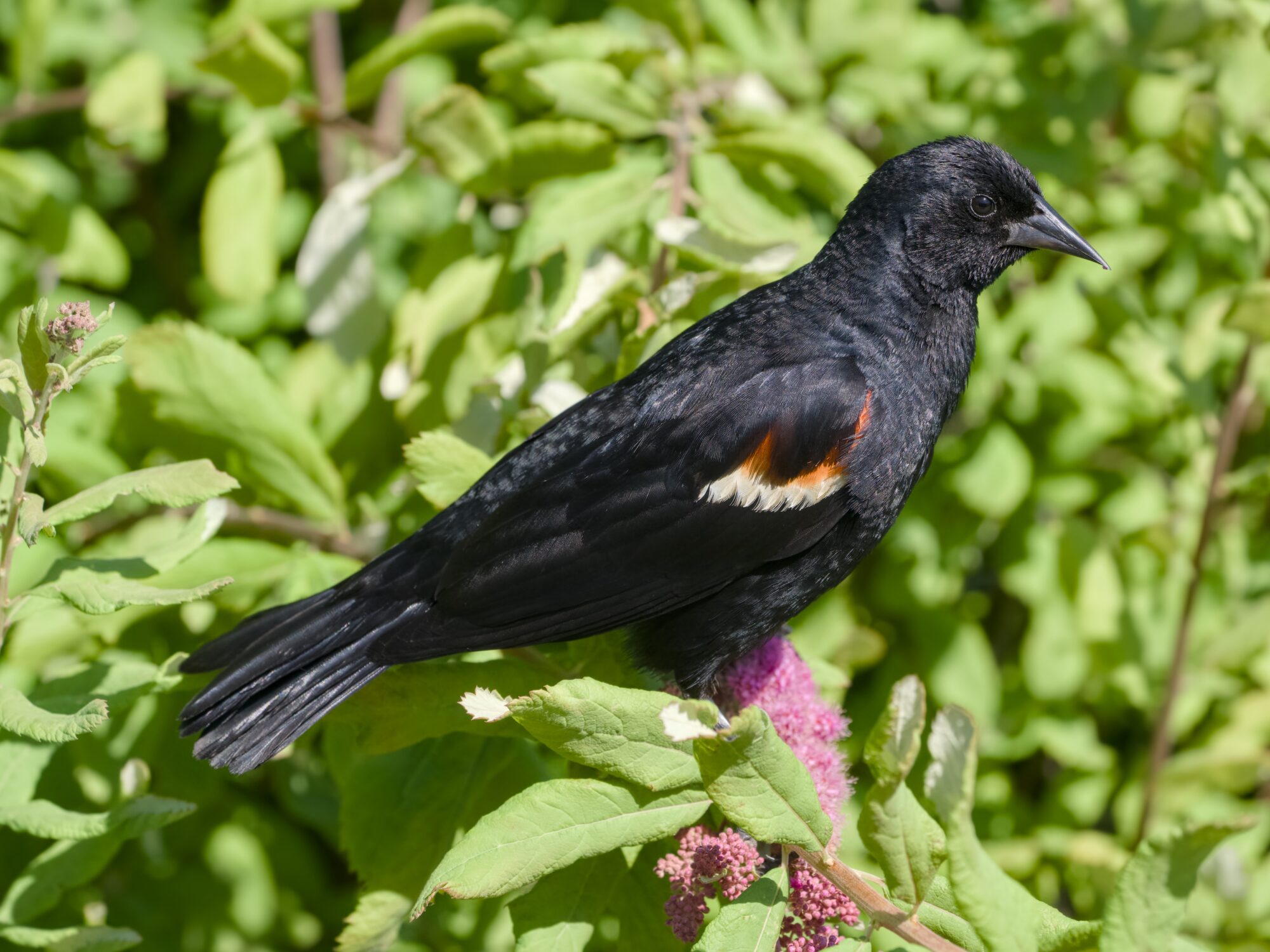 A male Red-winged Blackbird is sitting on a branch at eye level. Behind him is lush green bushes