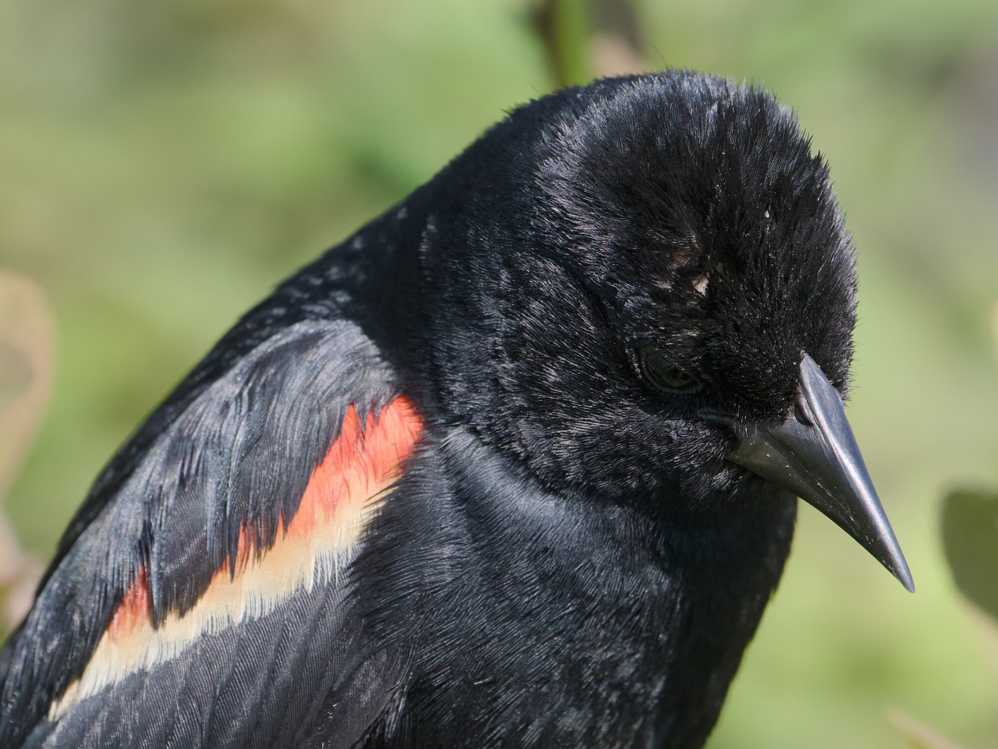 Closeup of a male Red-winged Blackbird, looking down