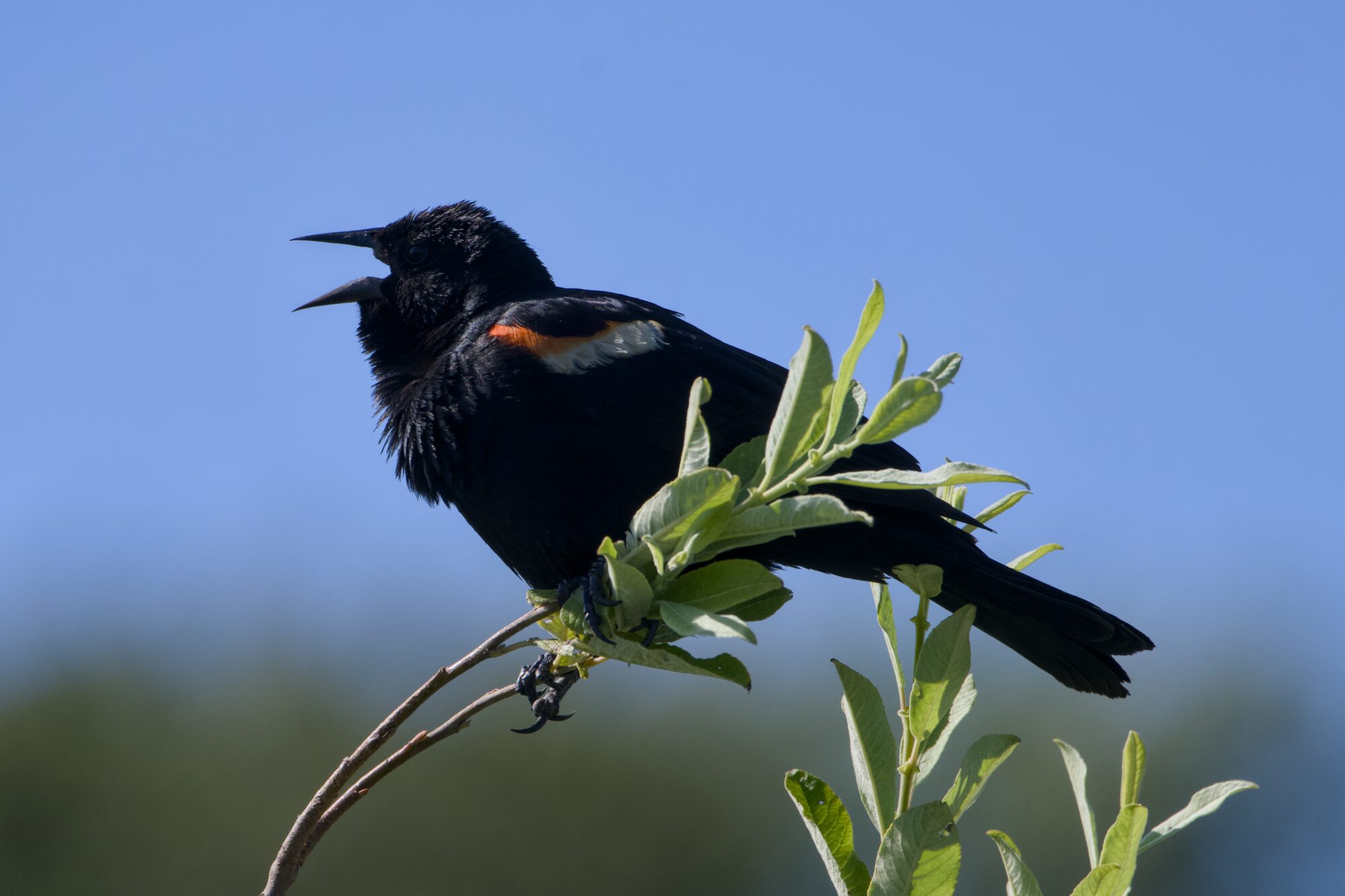 A male Red-winged Blackbird sitting on a branch a bit above eye level, is calling out. Background is a bit of muddled greenery but mostly solid blue sky