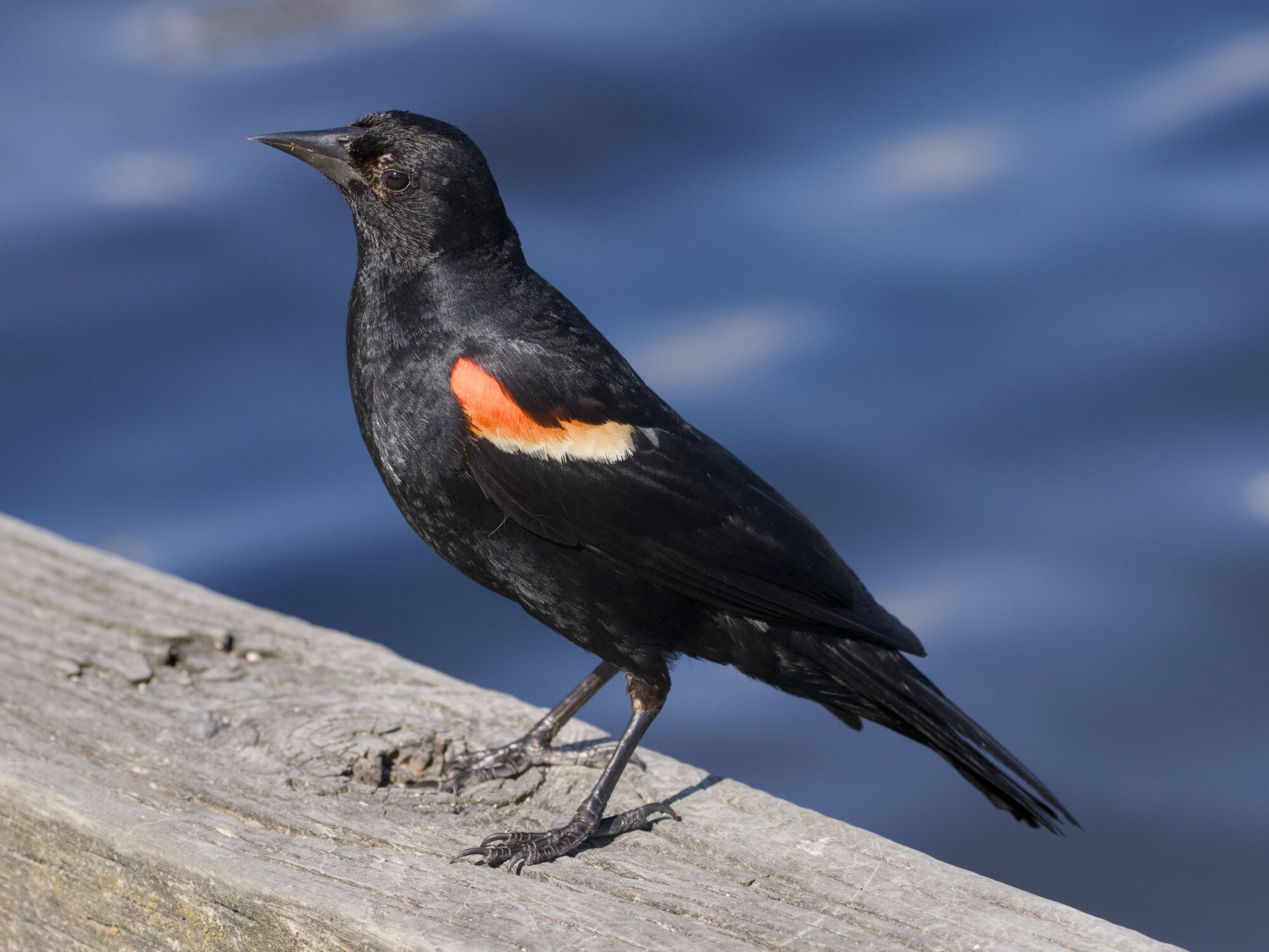 A male Red-winged Blackbird standing alert on a wooden railing, below eye level. In the background is fuzzy water