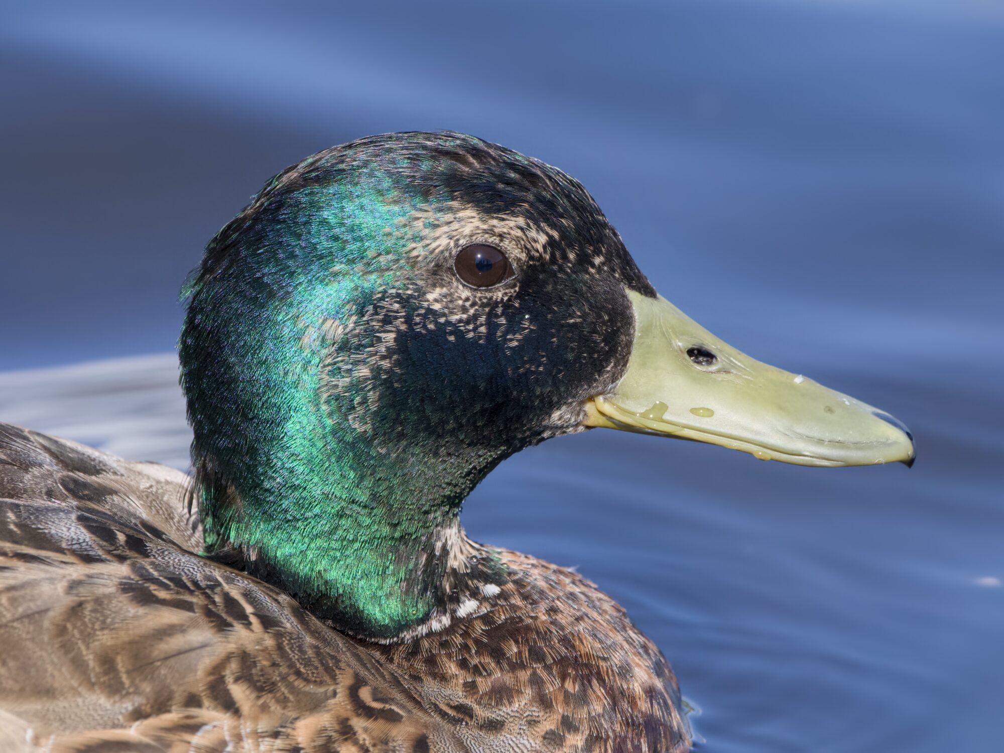 Closeup of a male Mallard duck who's partly lost the green colour on his head