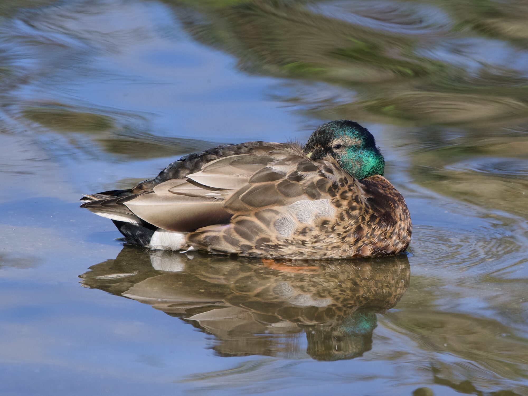 A male Mallard, his green head colour partly gone, is resting in very shallow water with his beak beneath his wing