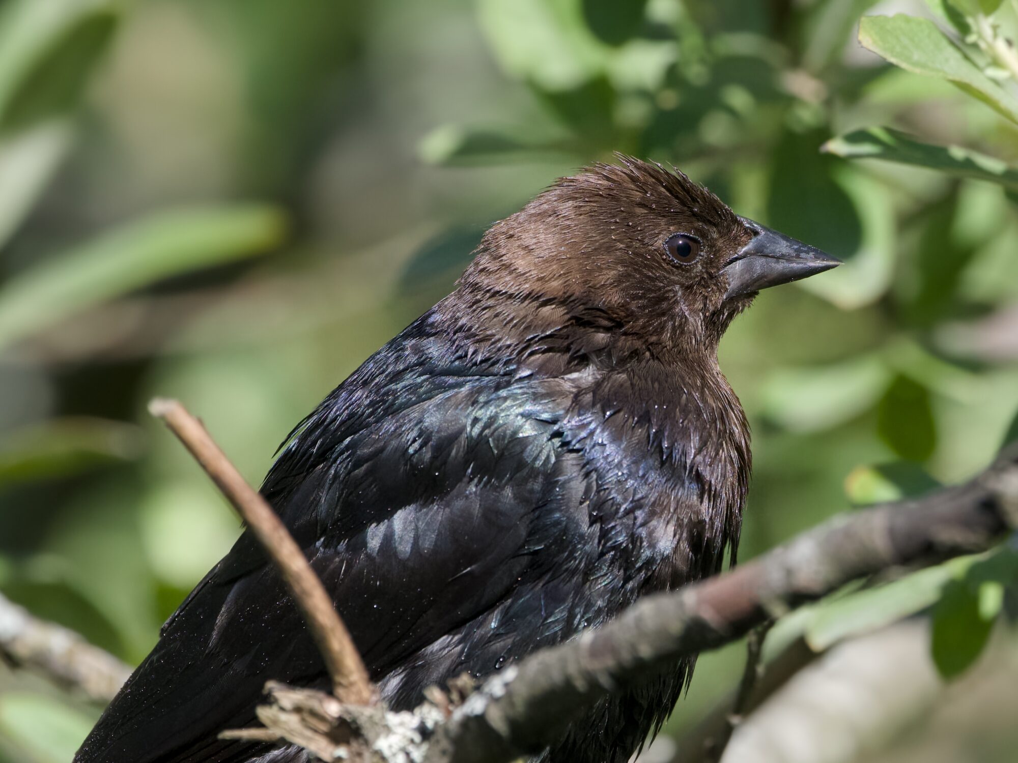 Close up of a male Brown-headed Cowbird in a tree. His feathers are wet and beaded