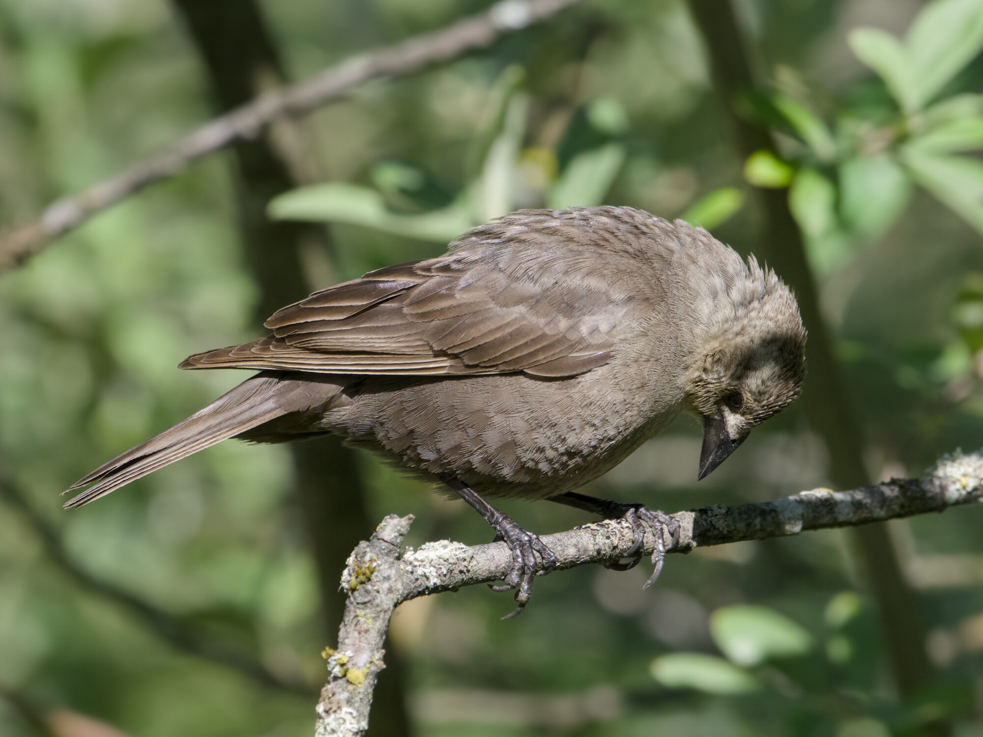 A female Brown-headed Cowbird is on a branch, leaning down to wipe her beak