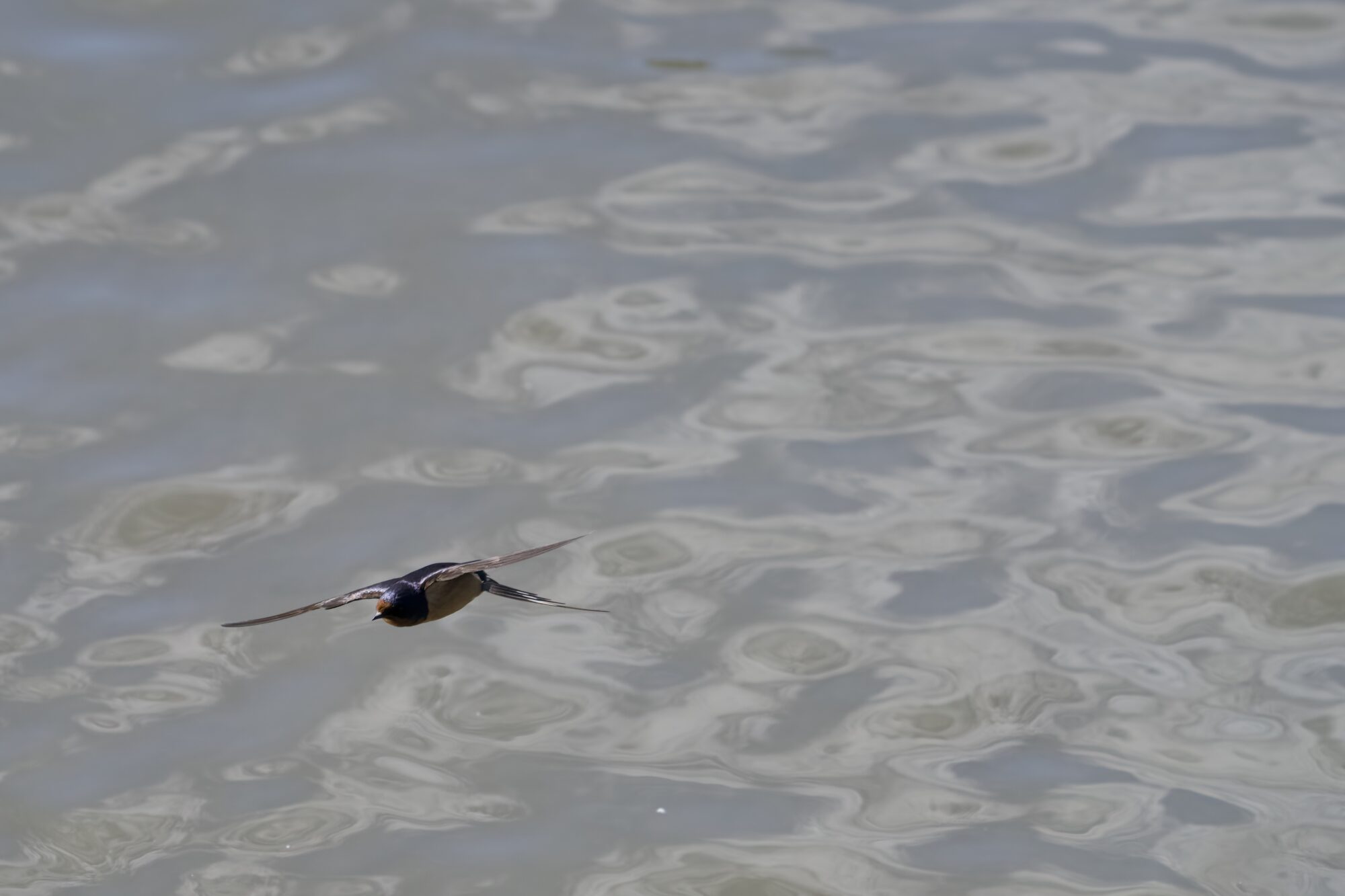 A Barn Swallowin flight, backlit above greyish water