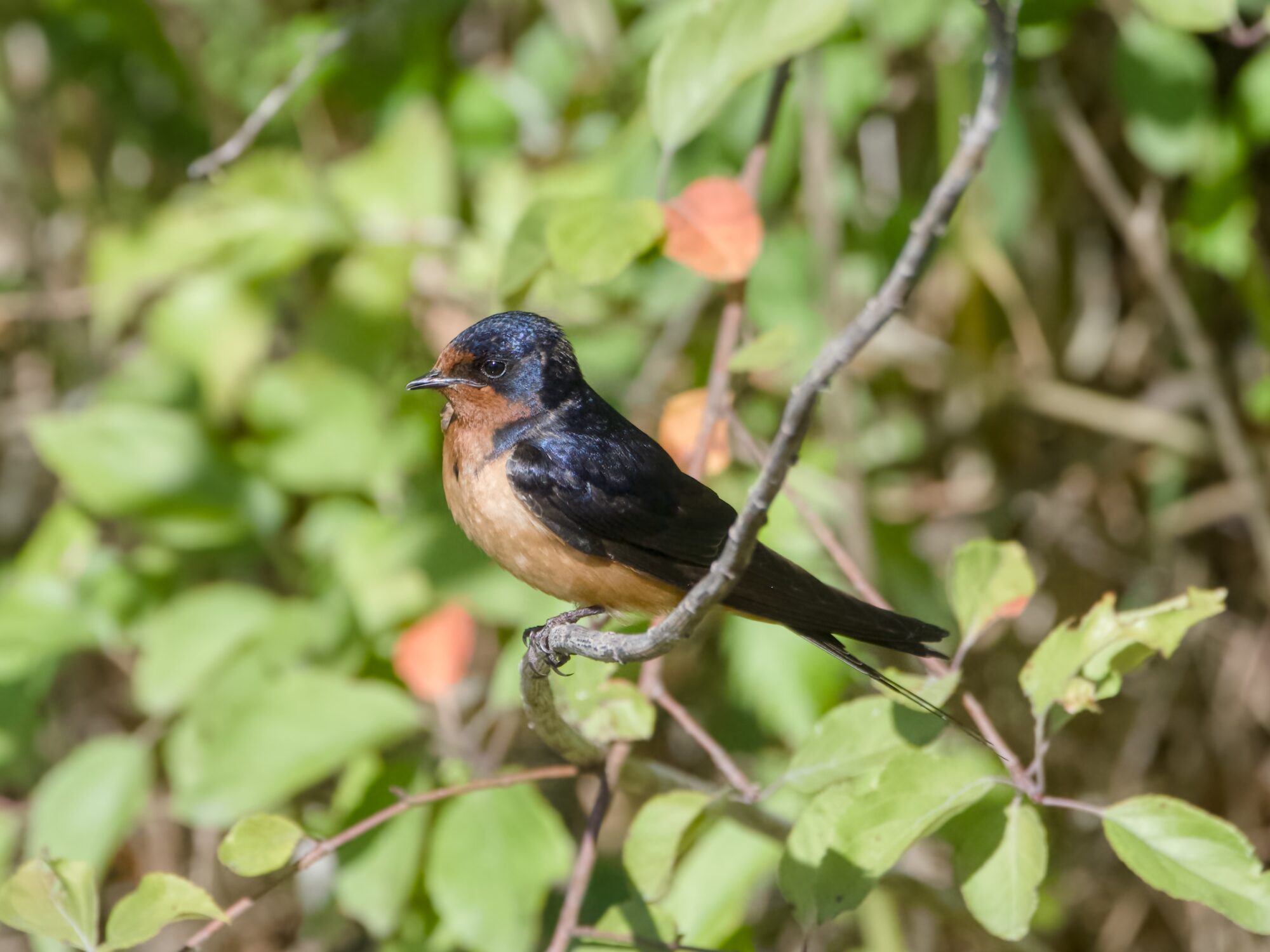A Barn Swallow in a tree at about eye level, head up and bravely looking out