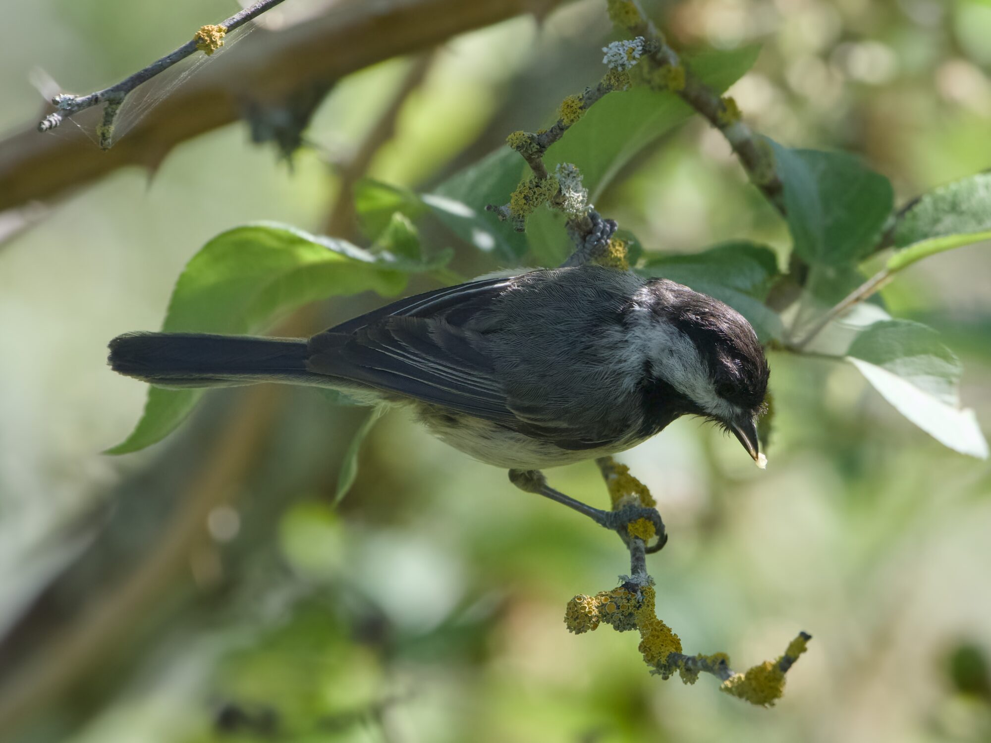 A Black-capped Chickadee on a branch surrounded by greenery, partly in the shade. It is holding a little bit of something in its beak