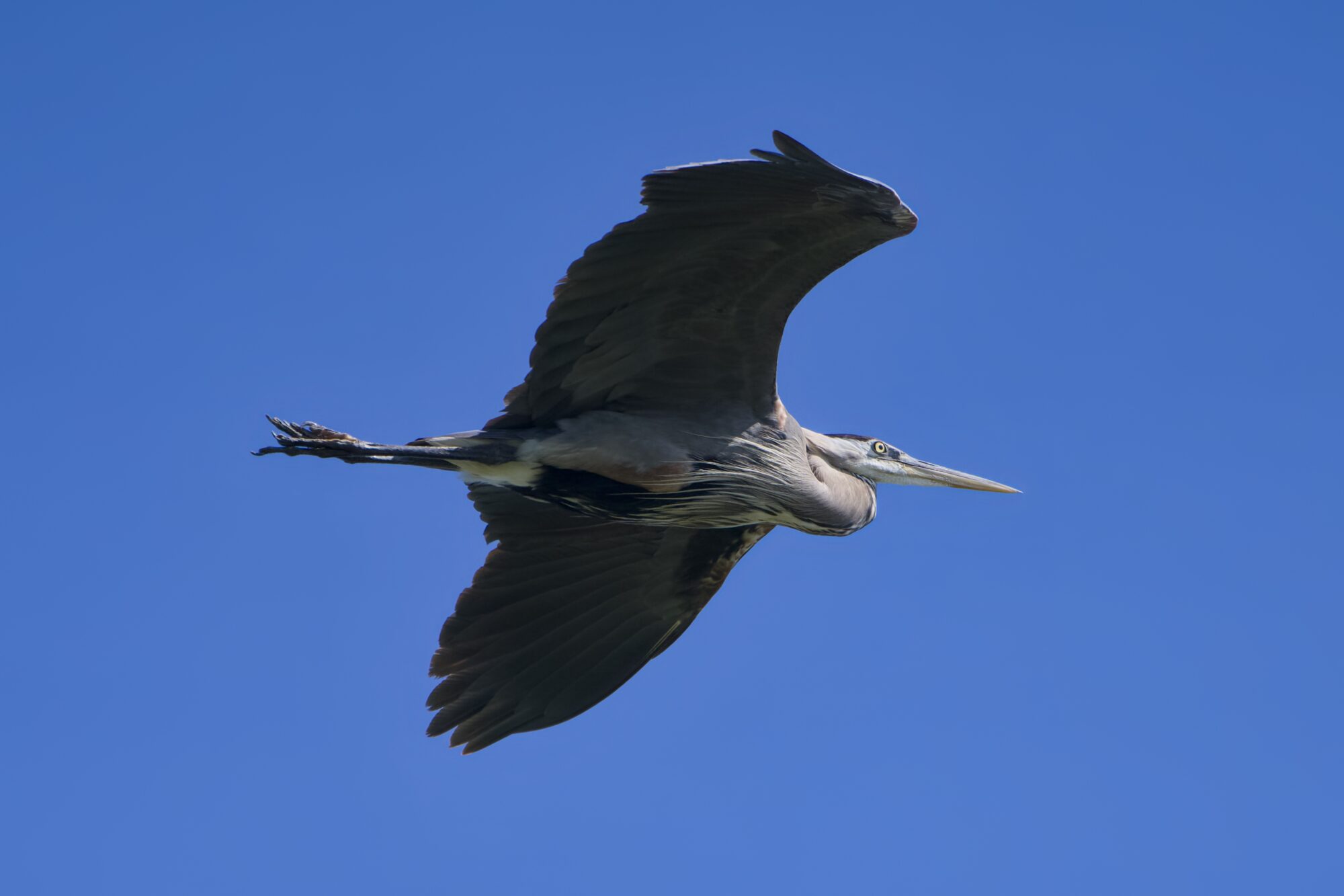 A Great Blue Heron in flight, wings fully extended and soaring, against a solid blue sky