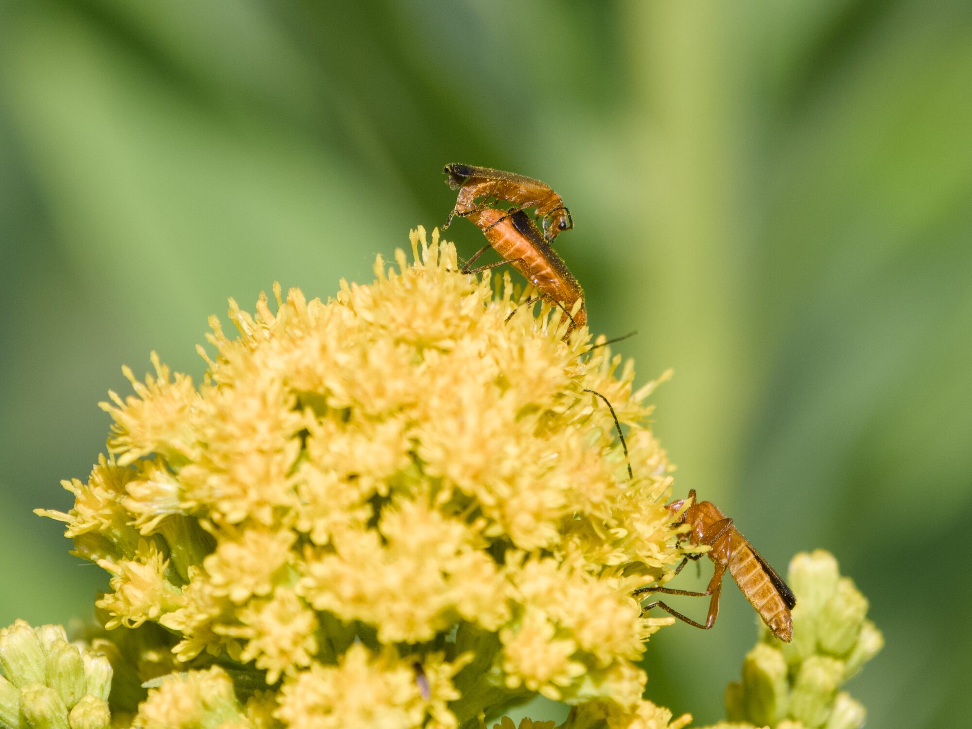 A few red soldier beetles on a cluster of yellow flowers, with fuzzy green in the background. Two of them are actively mating, and others are just pollinating