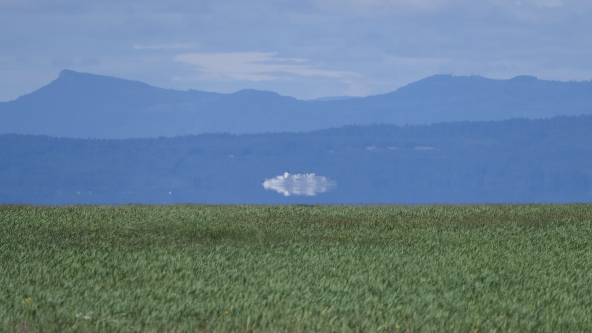 An almost abstract landscape made hazy by heat. Green reeds from the marshes, a distorted BC Ferry, and behind that are hazy blue mountains and a slightly cloud sky