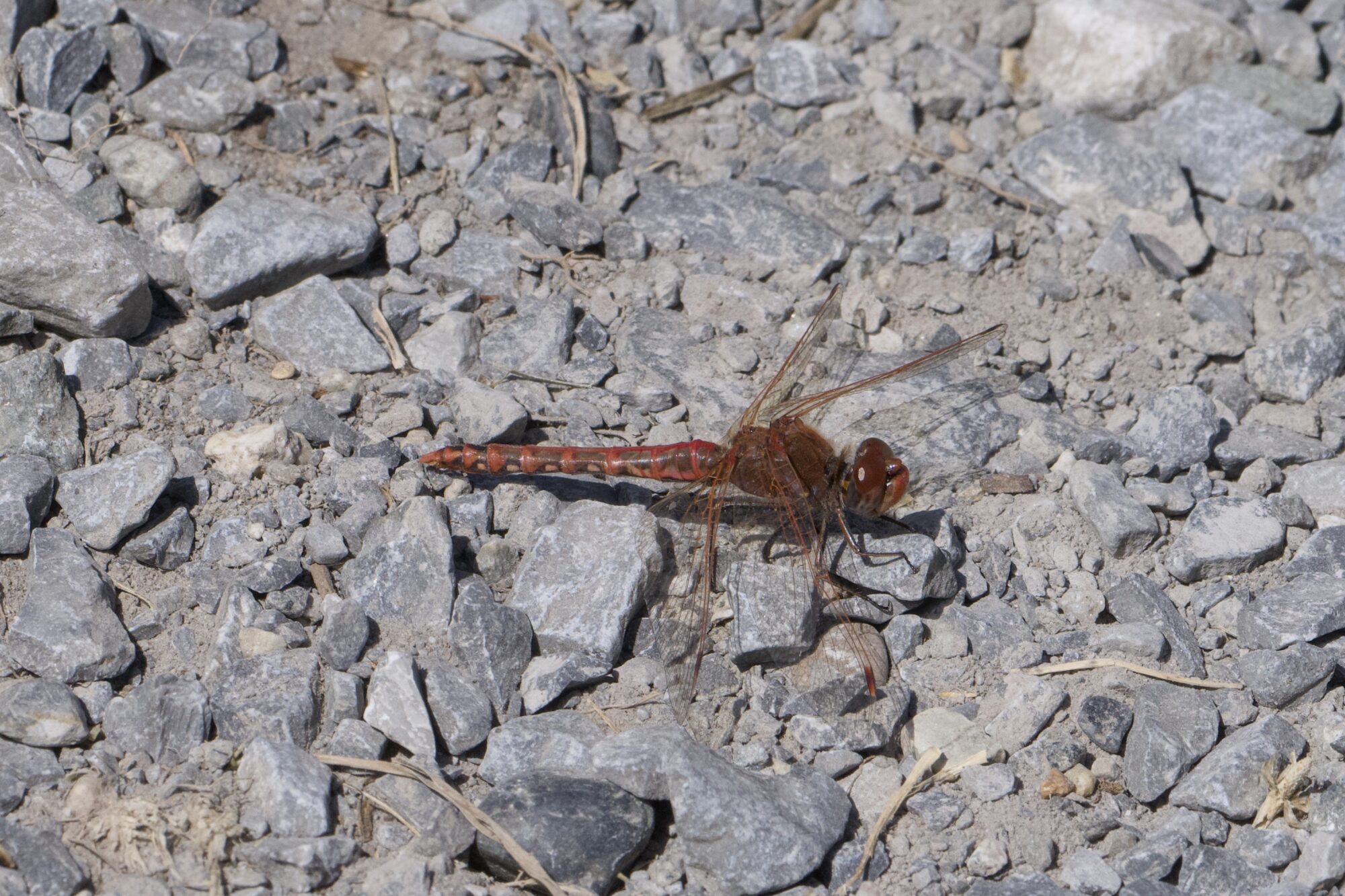 A variegated meadowhawk resting on gravelly ground