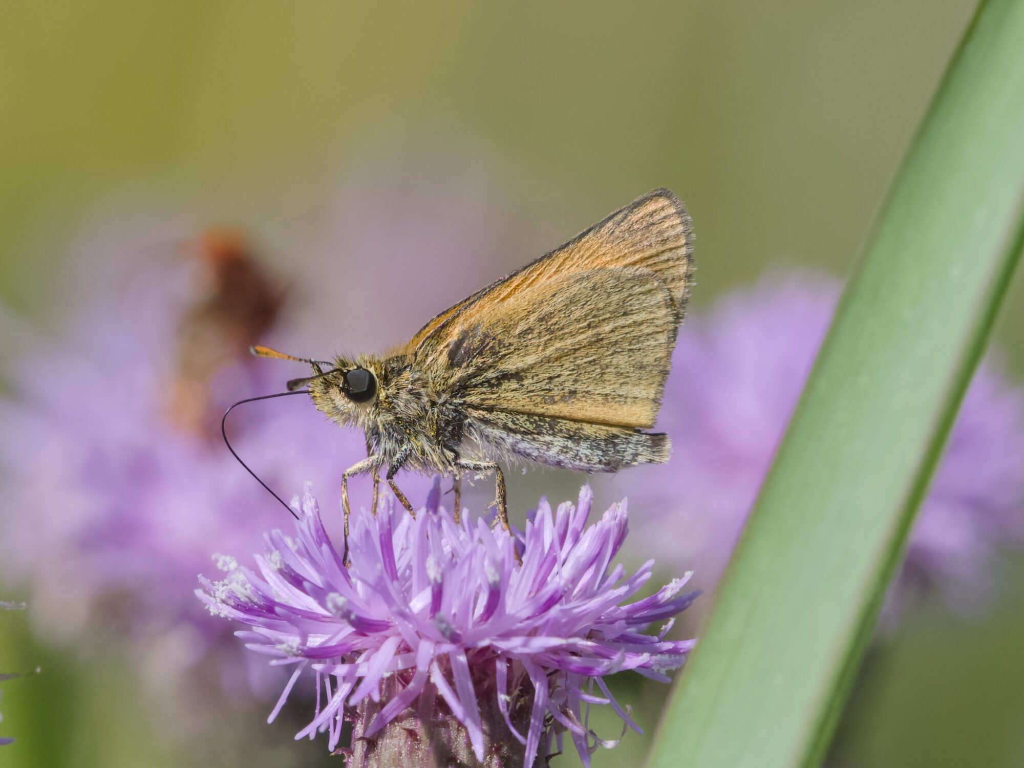 A skipper butterfly, pale orange and greyish-brown in colour, is standing on a violet flower and delicately tasting it with its long tongue