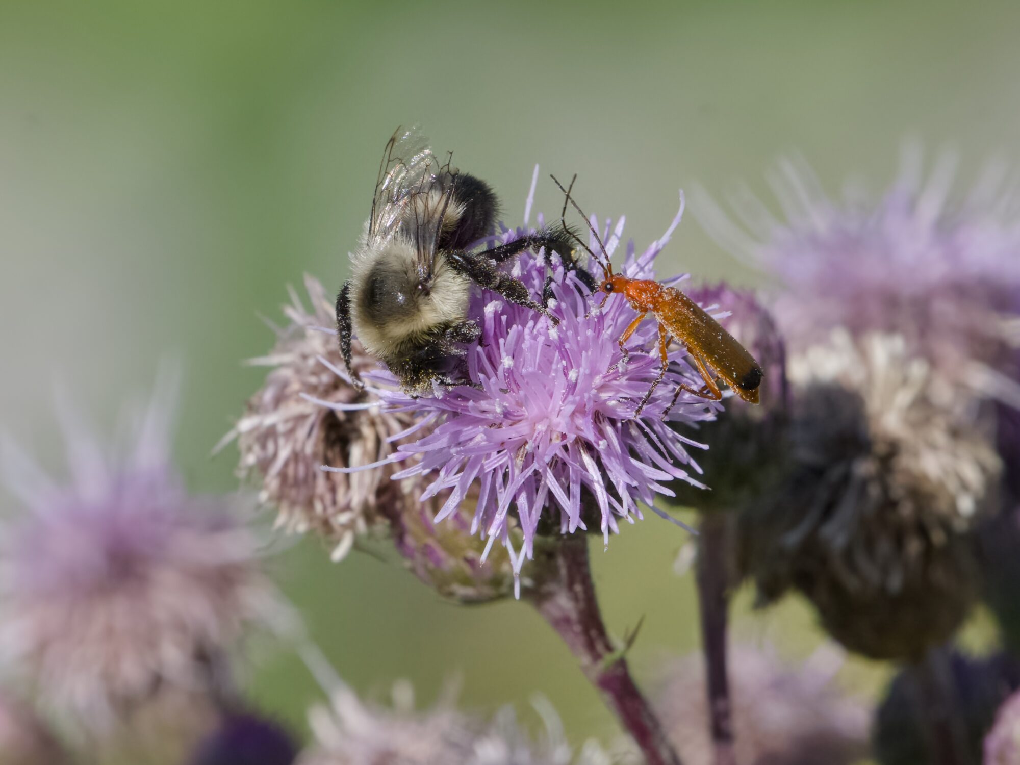 A bumblebee and a red soldier beetle are both pollinating a violet flower