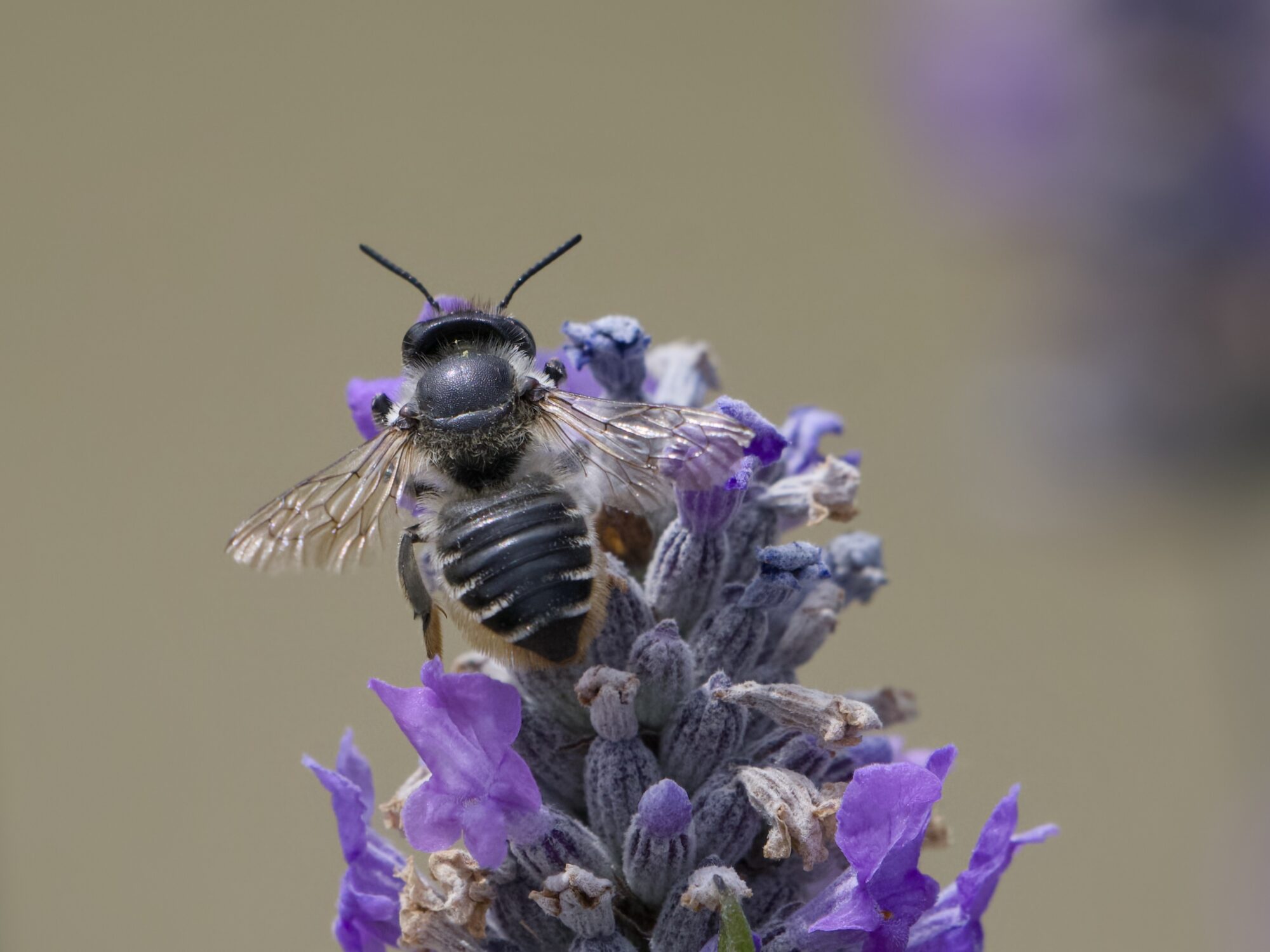 A leafcutter bee son some small purple flowers