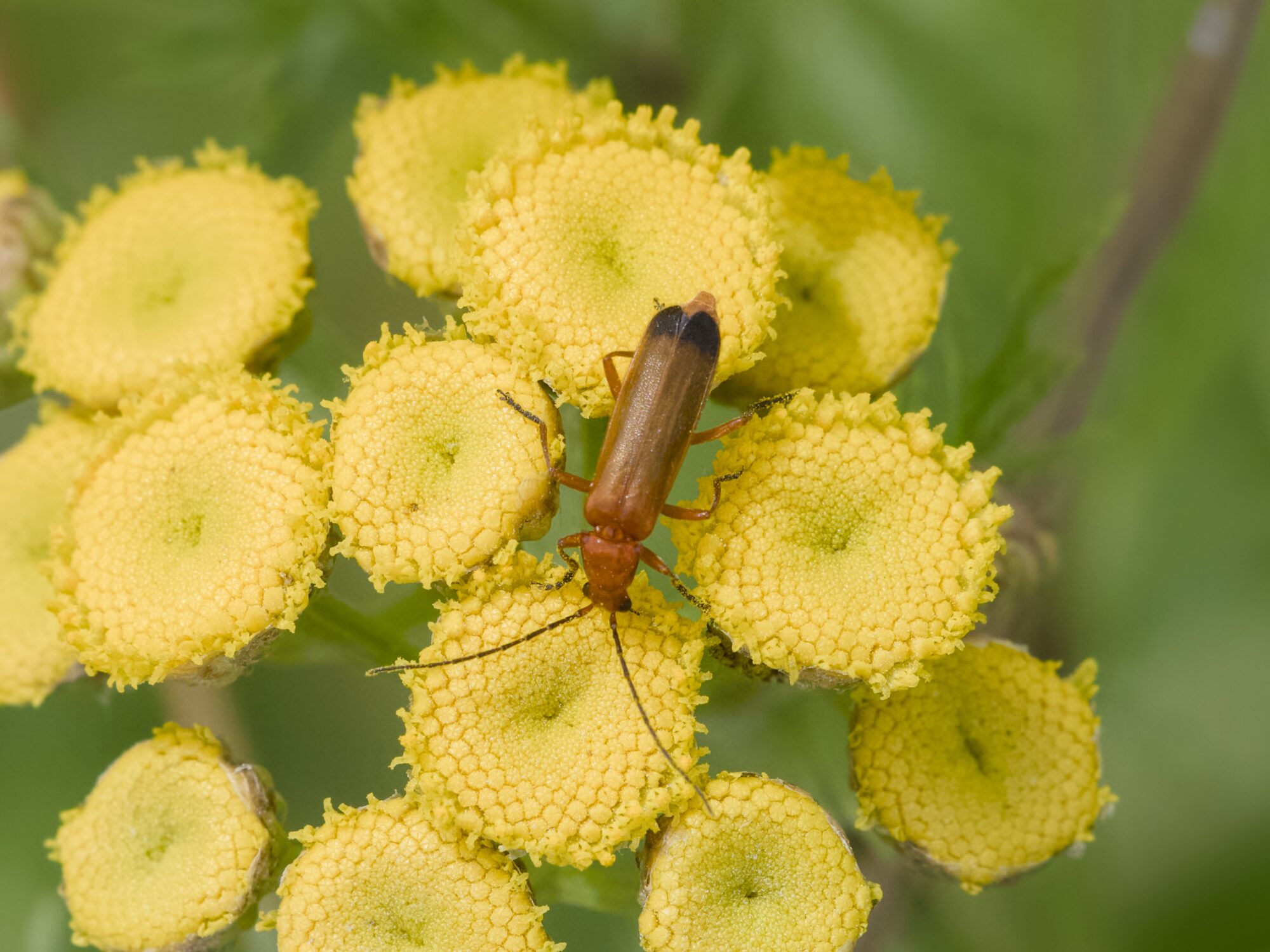 A red soldier beetle on a cluster of tansy flowers
