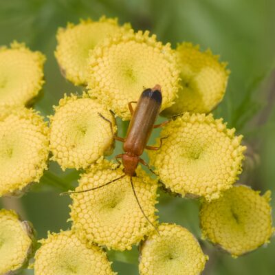 A red soldier beetle on a cluster of tansy flowers