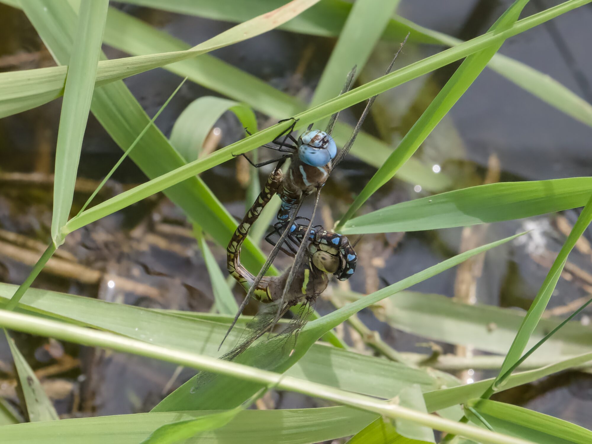 A Blue Dasher couple in the middle of mating and hanging on to some long grasses