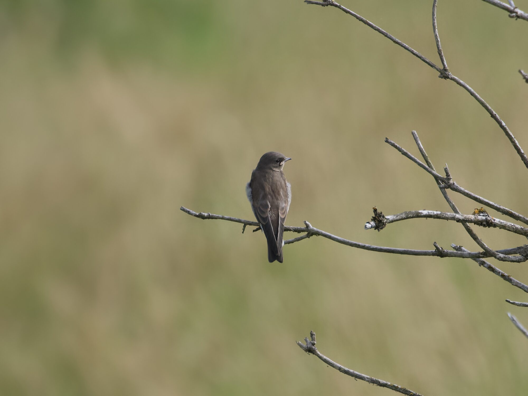 An immature Tree Swallow is on a branch, back to us but head turned so we can see its bill. Background is yellowish-green fuzzy grasses and reeds