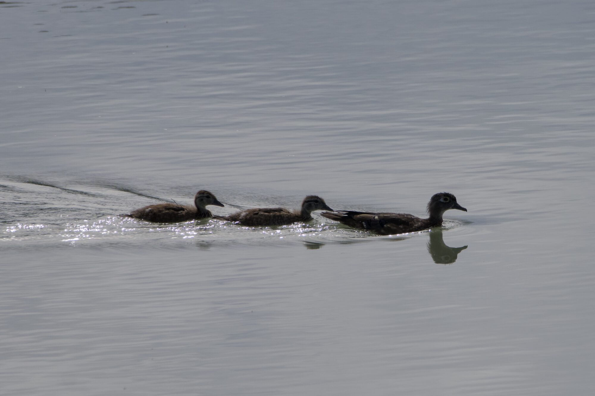 A female Wood Duck is swimming along, followed by two quite grown ducklings
