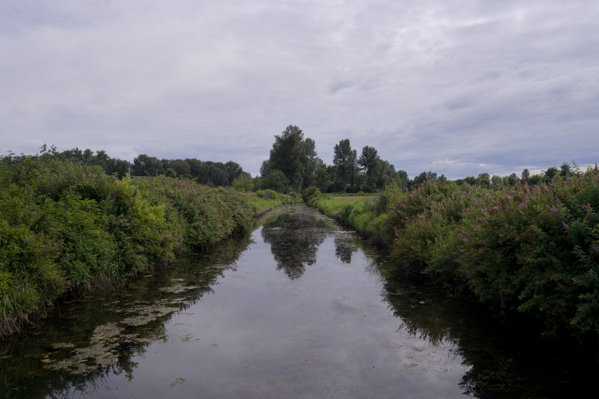 A little creek lined with green bushes, and some tall trees right in front