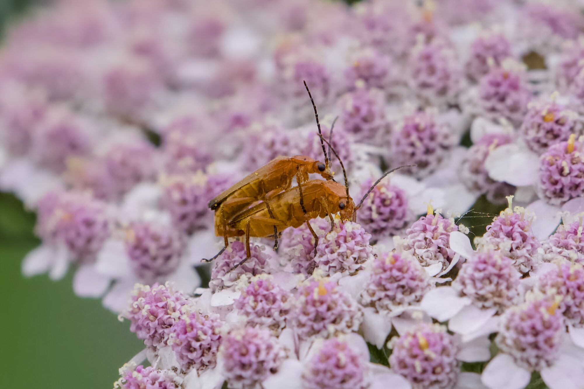 A pair of red soldier beetles, mating in a cluster of small flowers with white petals and pink cores