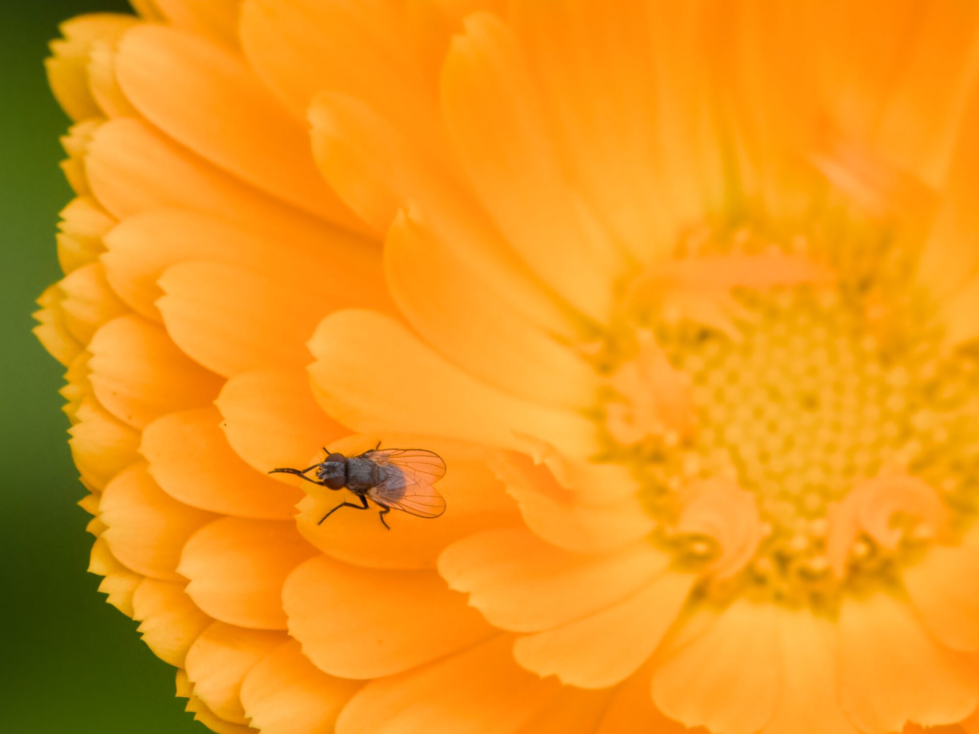 A tiny black house fly rubbing its forelegs together, on a large circular orange flower
