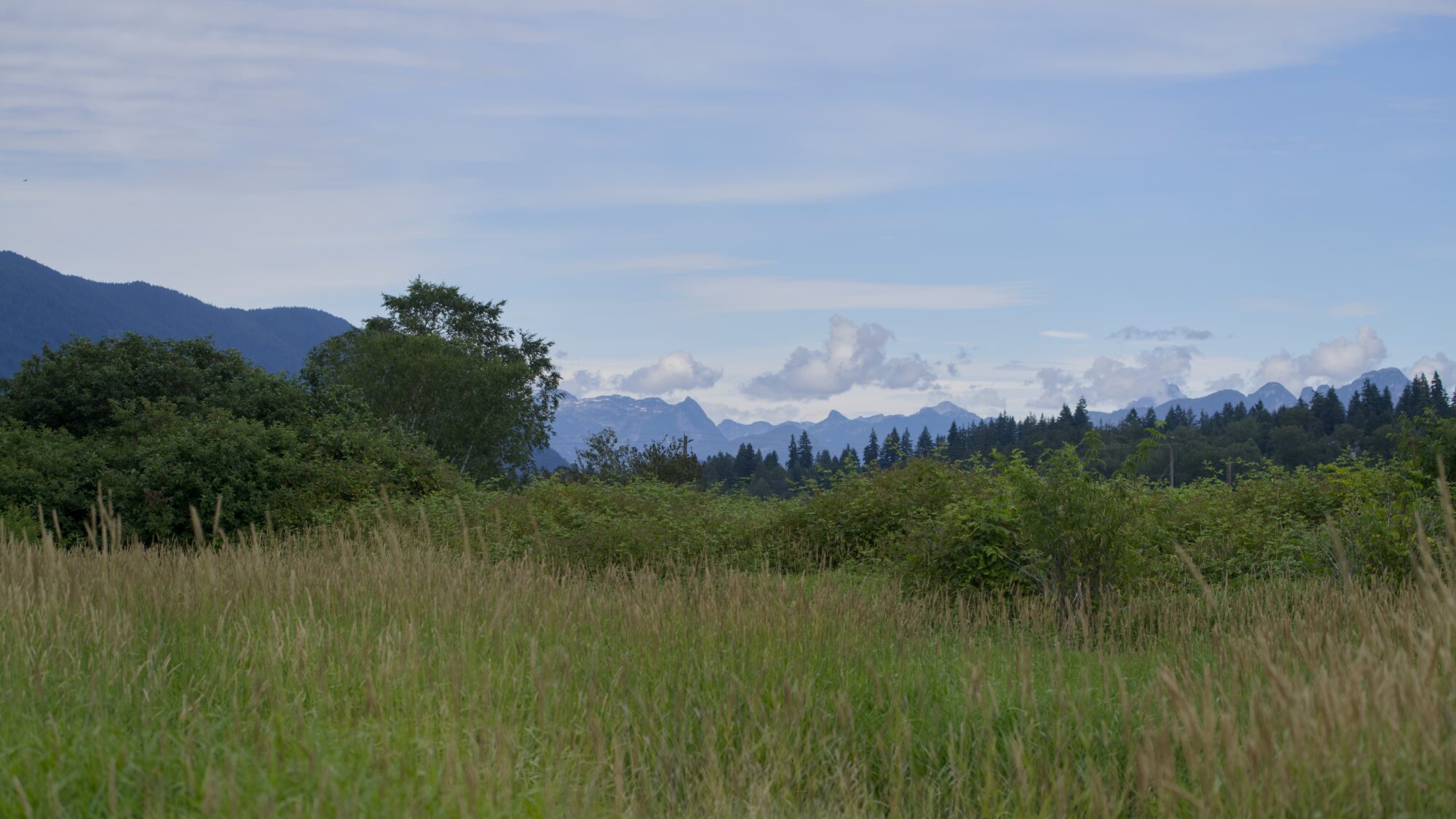 Tlahutum Regional Park landscape, looking north: tall grasses, bushes and trees, and behind them some mountains wreathed in clouds